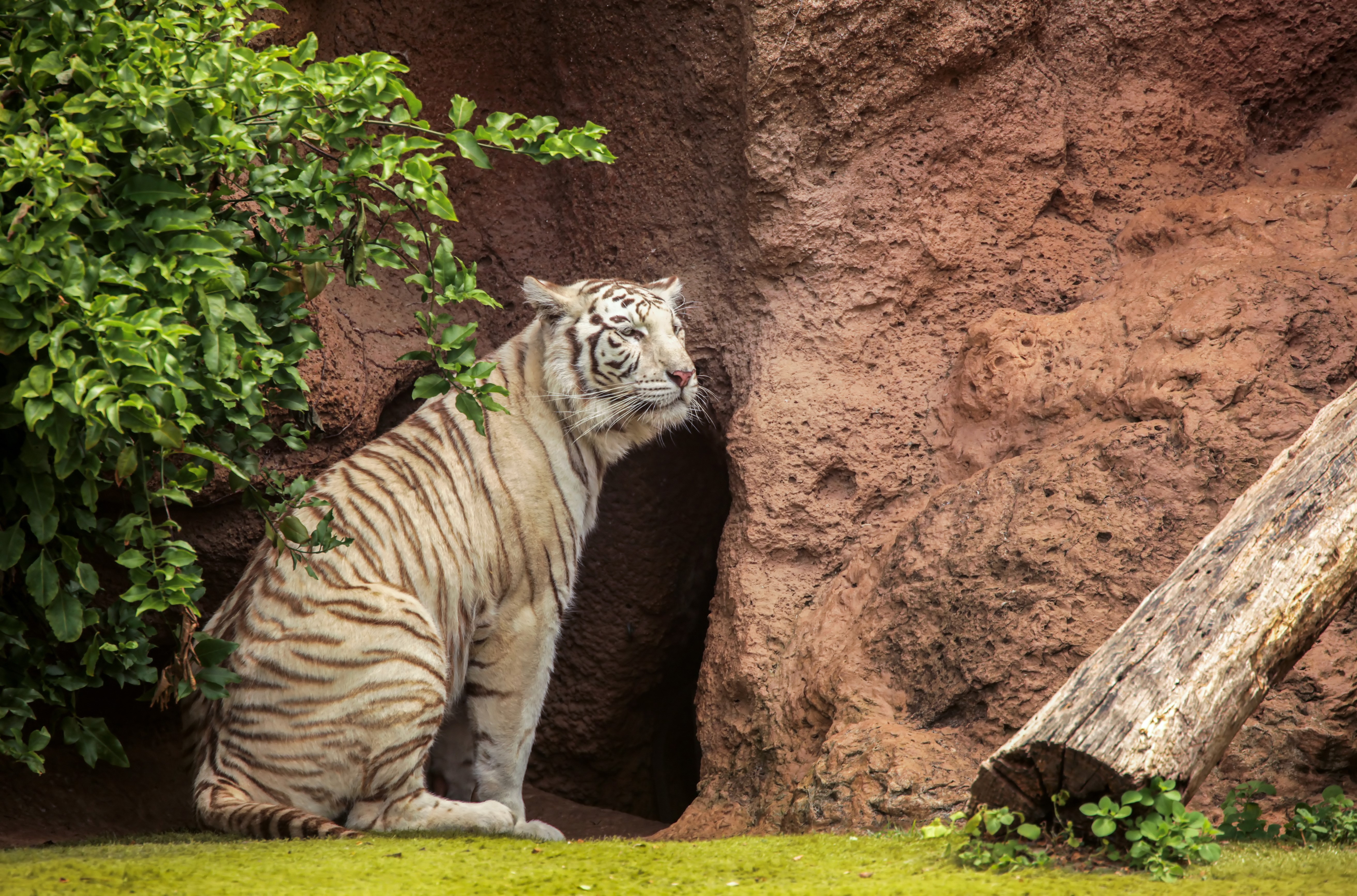 White Tiger sitting near a cave entrance HD Wallpaper