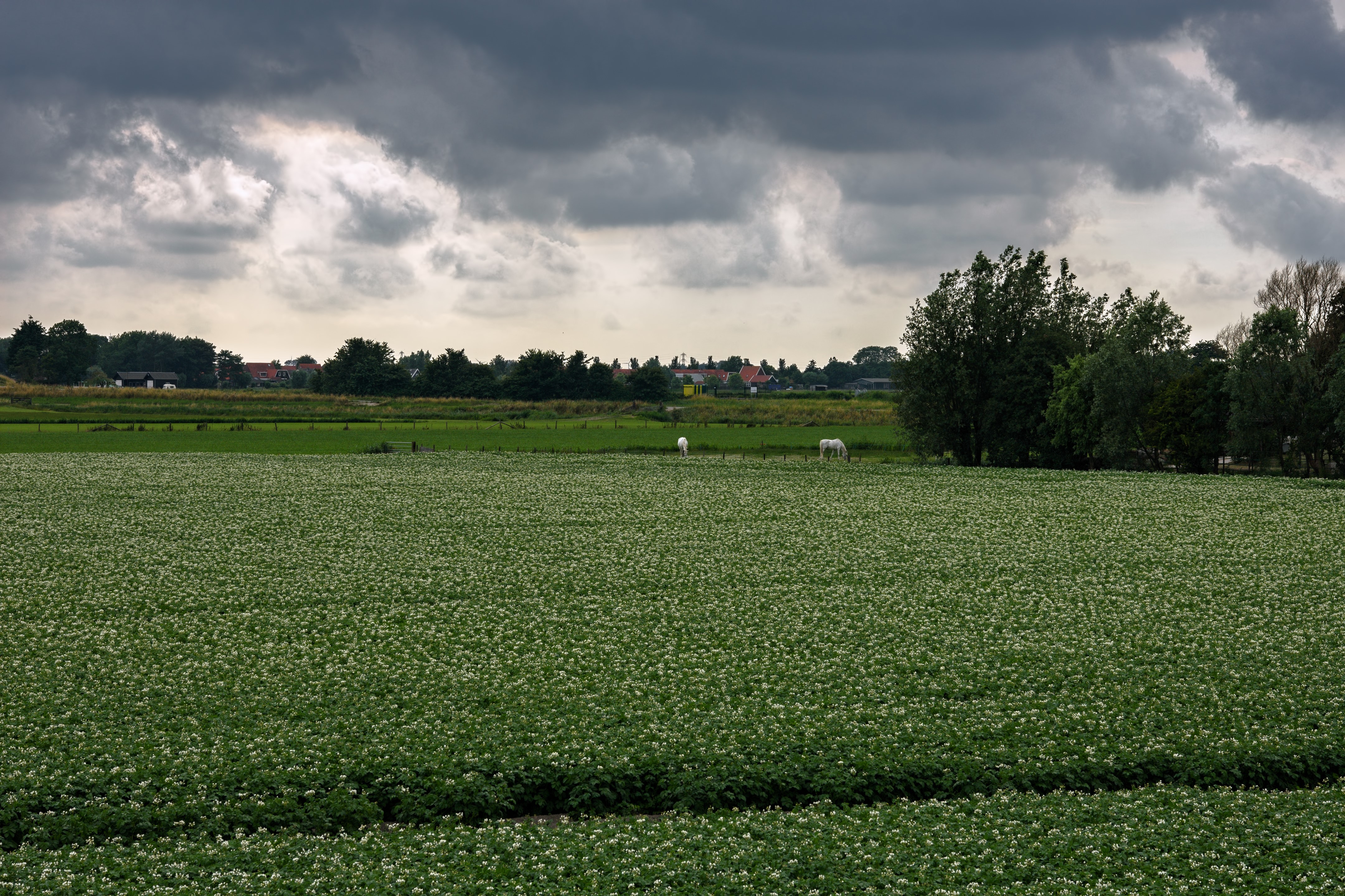 Field of flowers in Kolhorn, Netherlands HD Wallpaper
