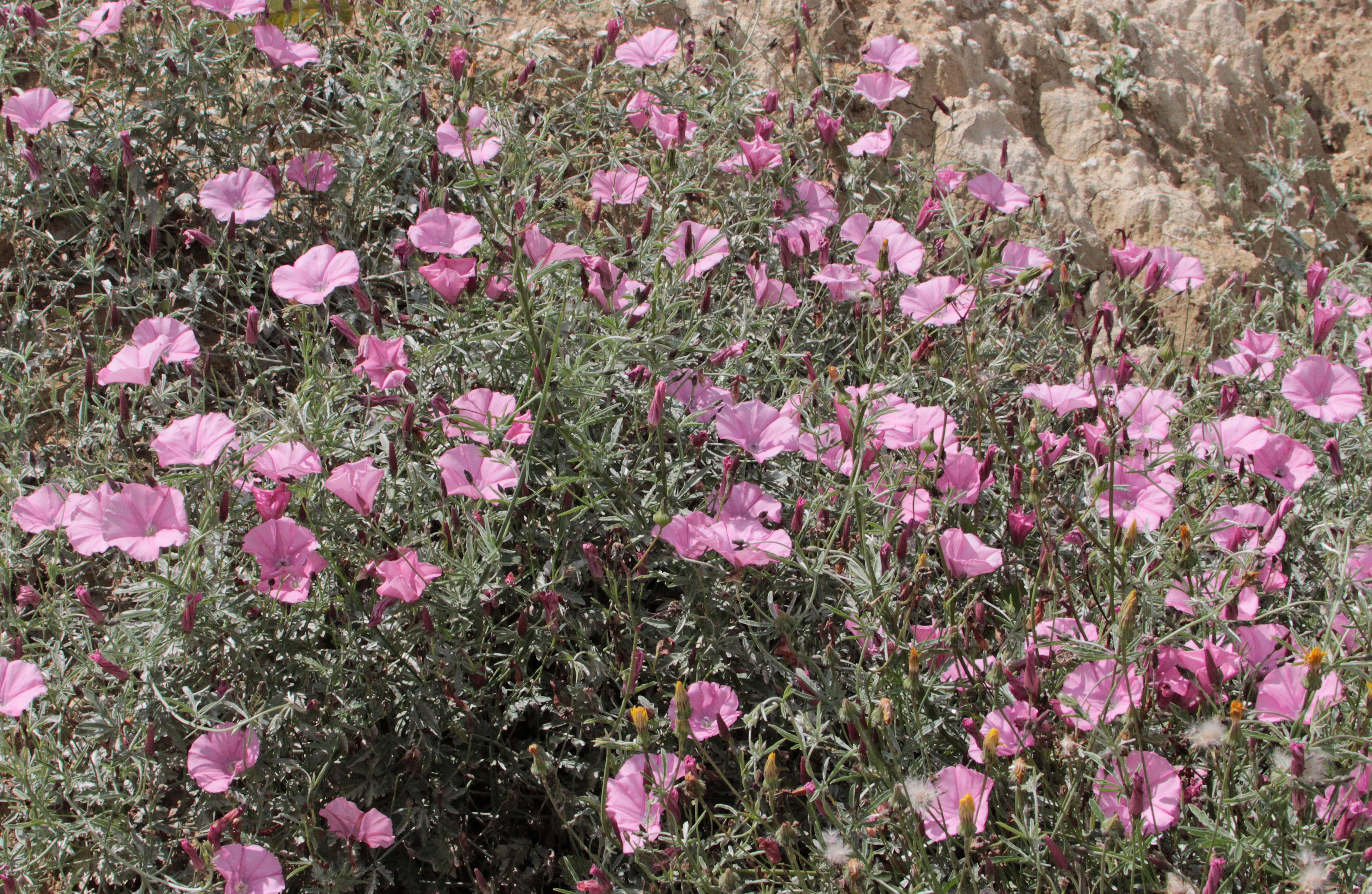 4K Pink Bindweed Flowers HD Wallpaper