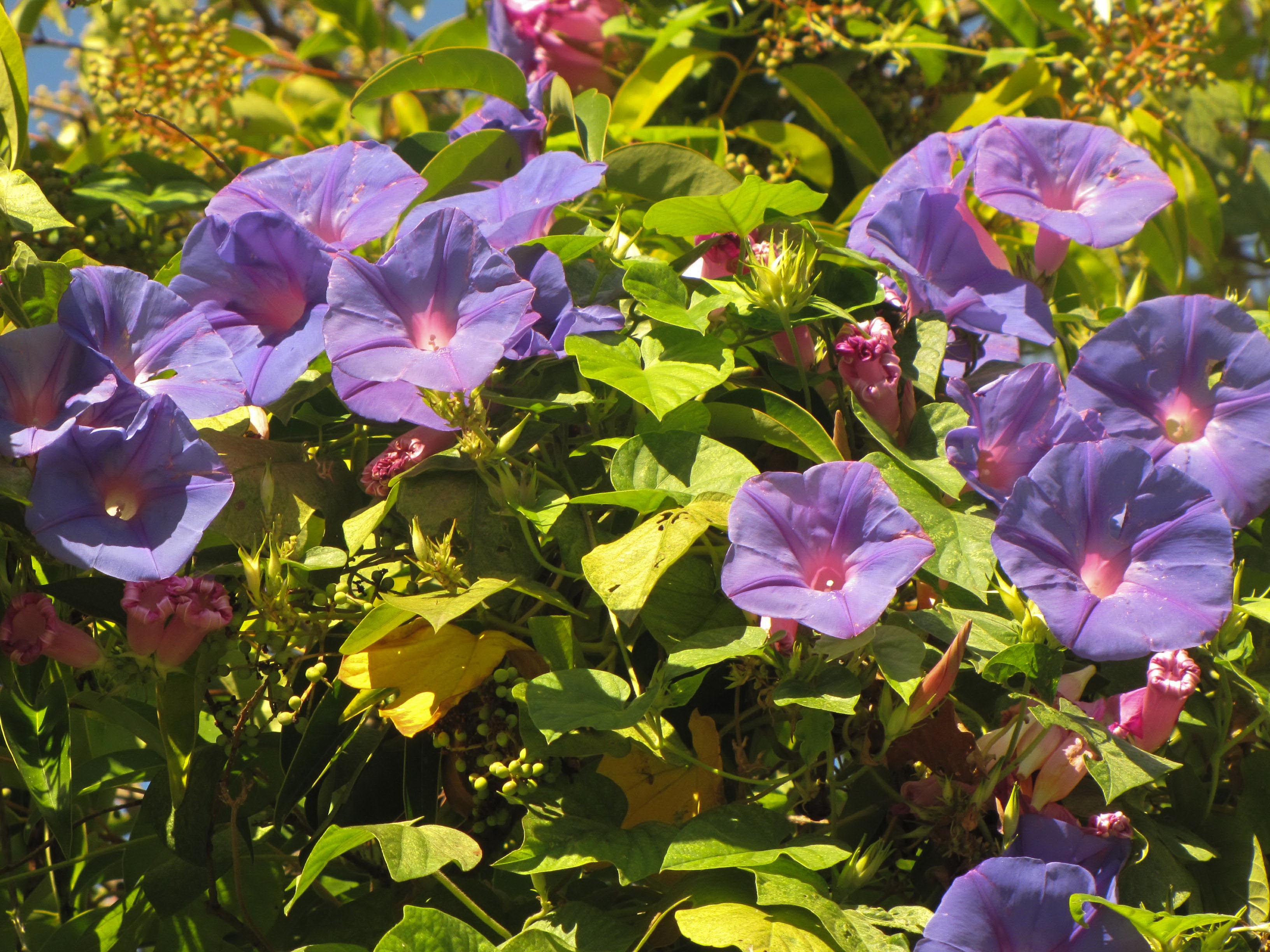 Purple morning glories blooming on a vine HD Wallpaper