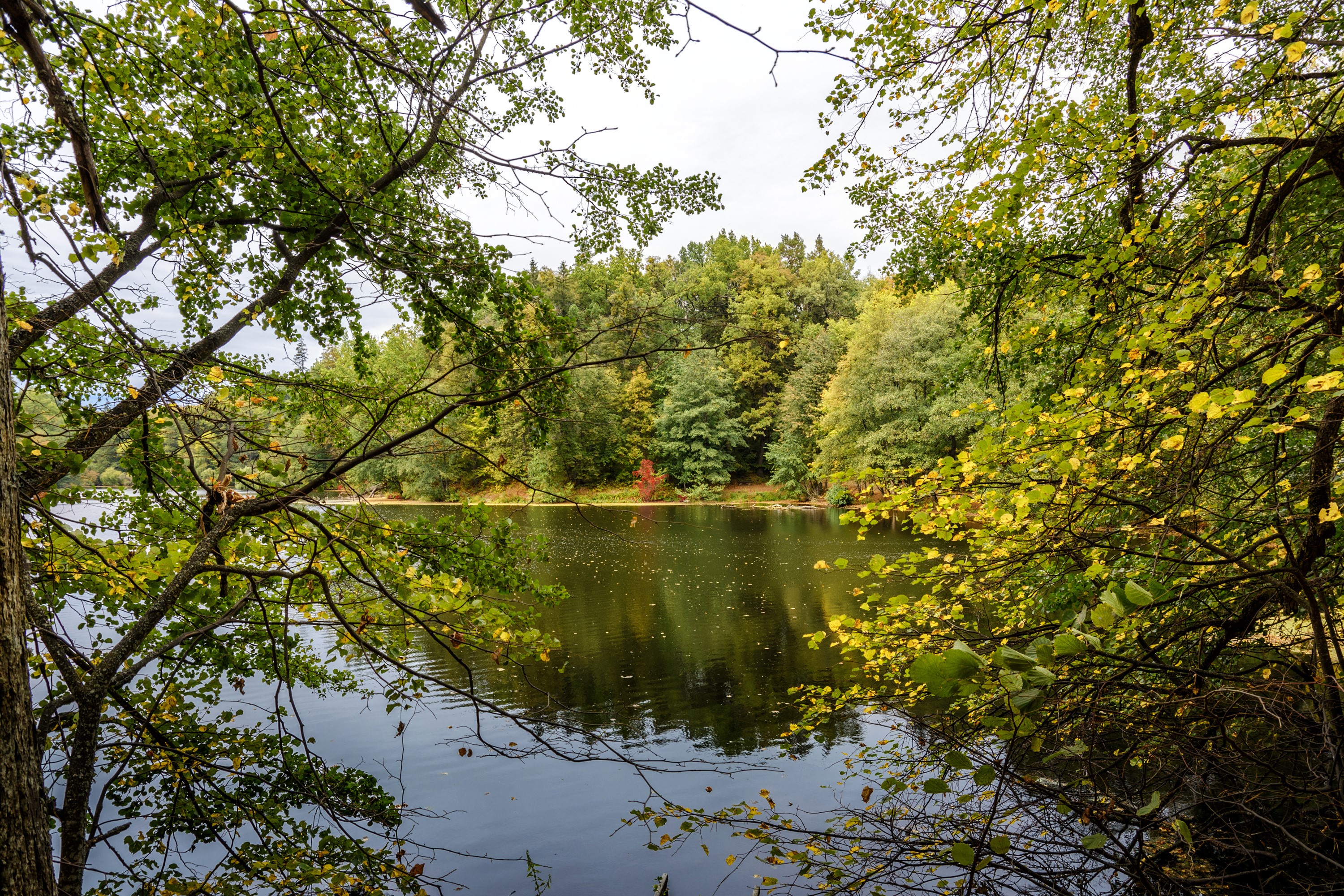 Pond surrounded by trees in Trostianets, Ukraine HD Wallpaper
