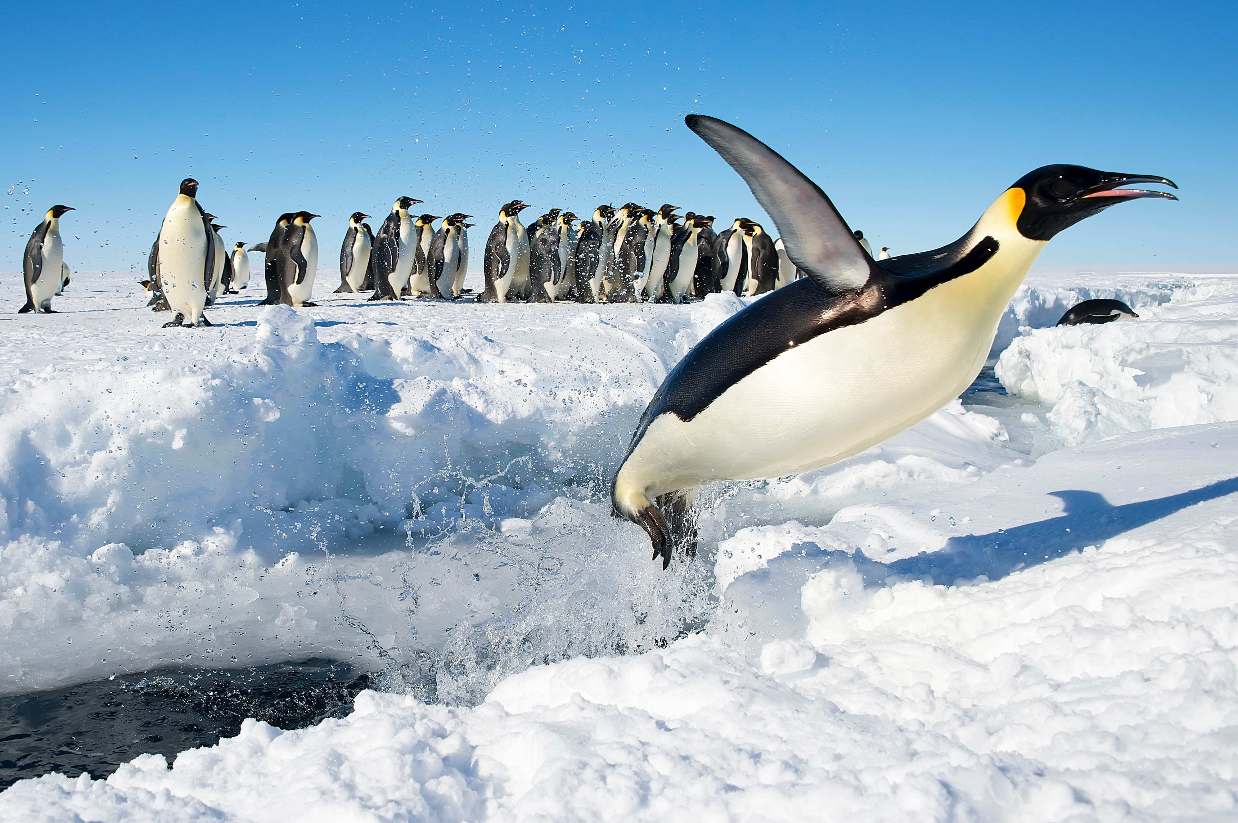 Emperor Penguins Jumping into Water HD Wallpaper