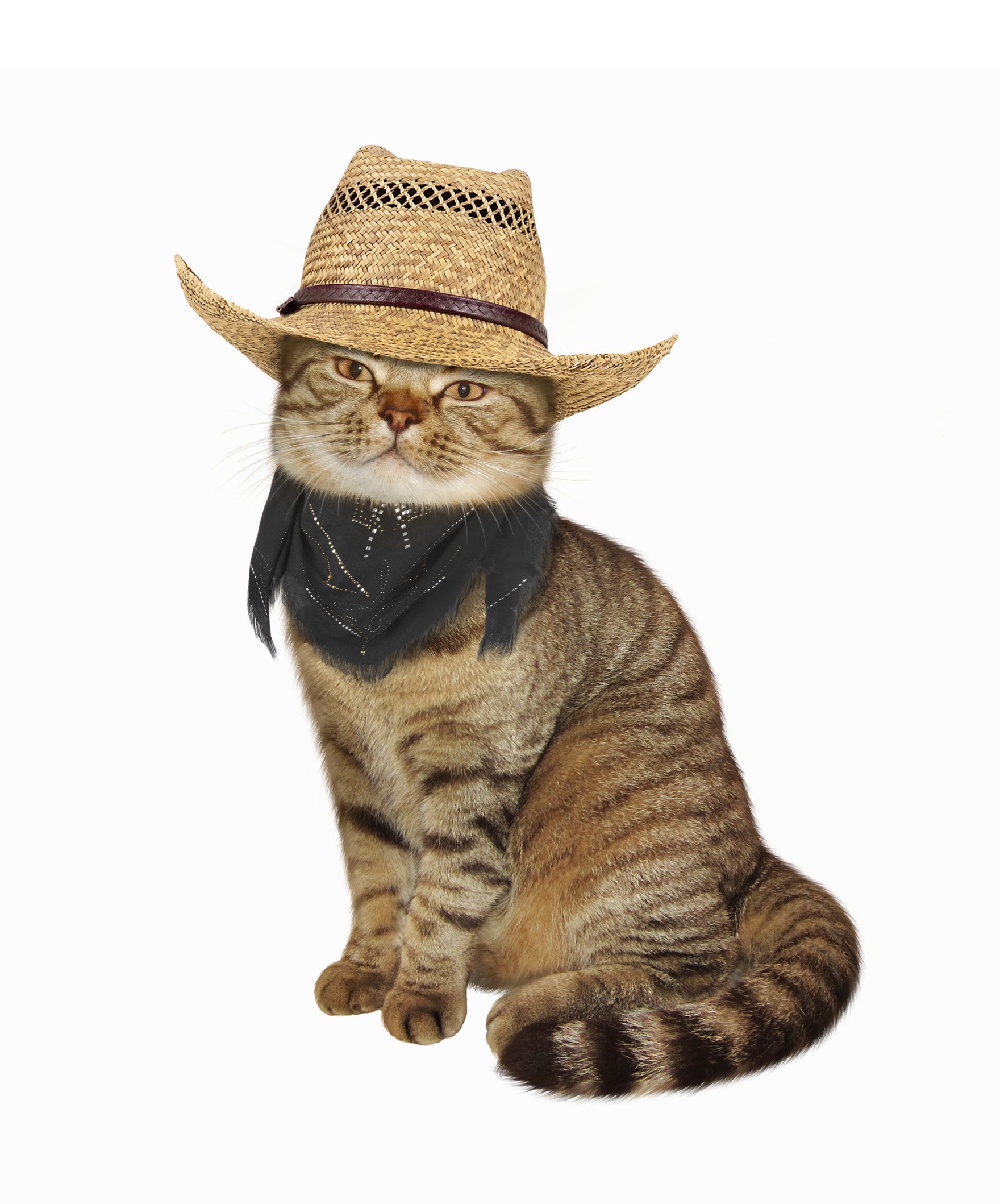 Cat wearing a cowboy hat and bandana HD Phone Wallpaper