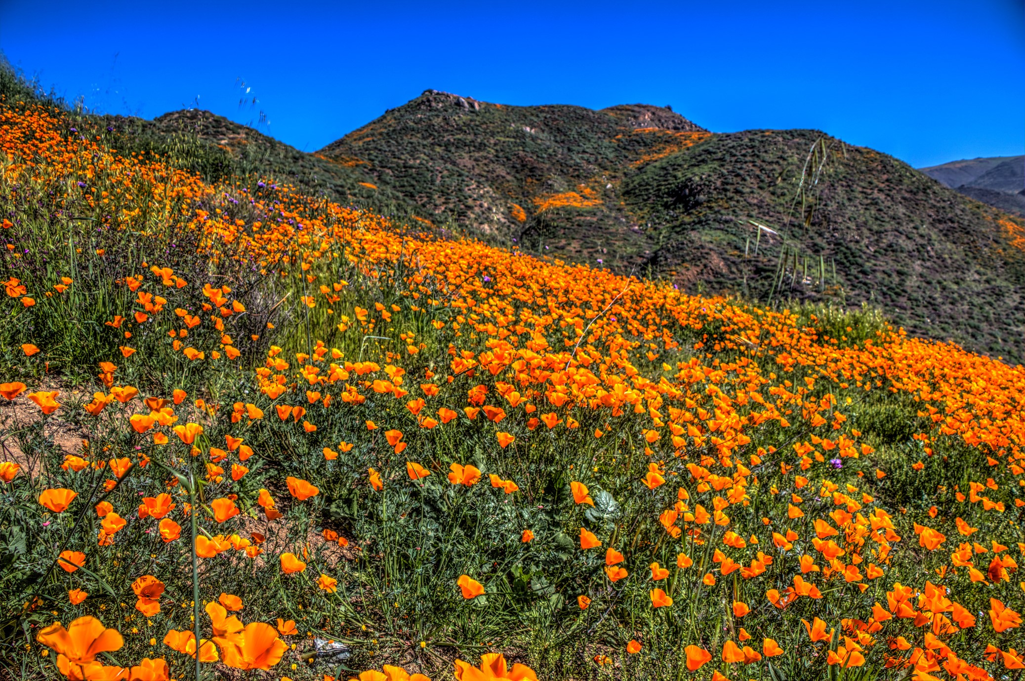 California Poppies Blooming on a Hillside in the USA HD Wallpaper