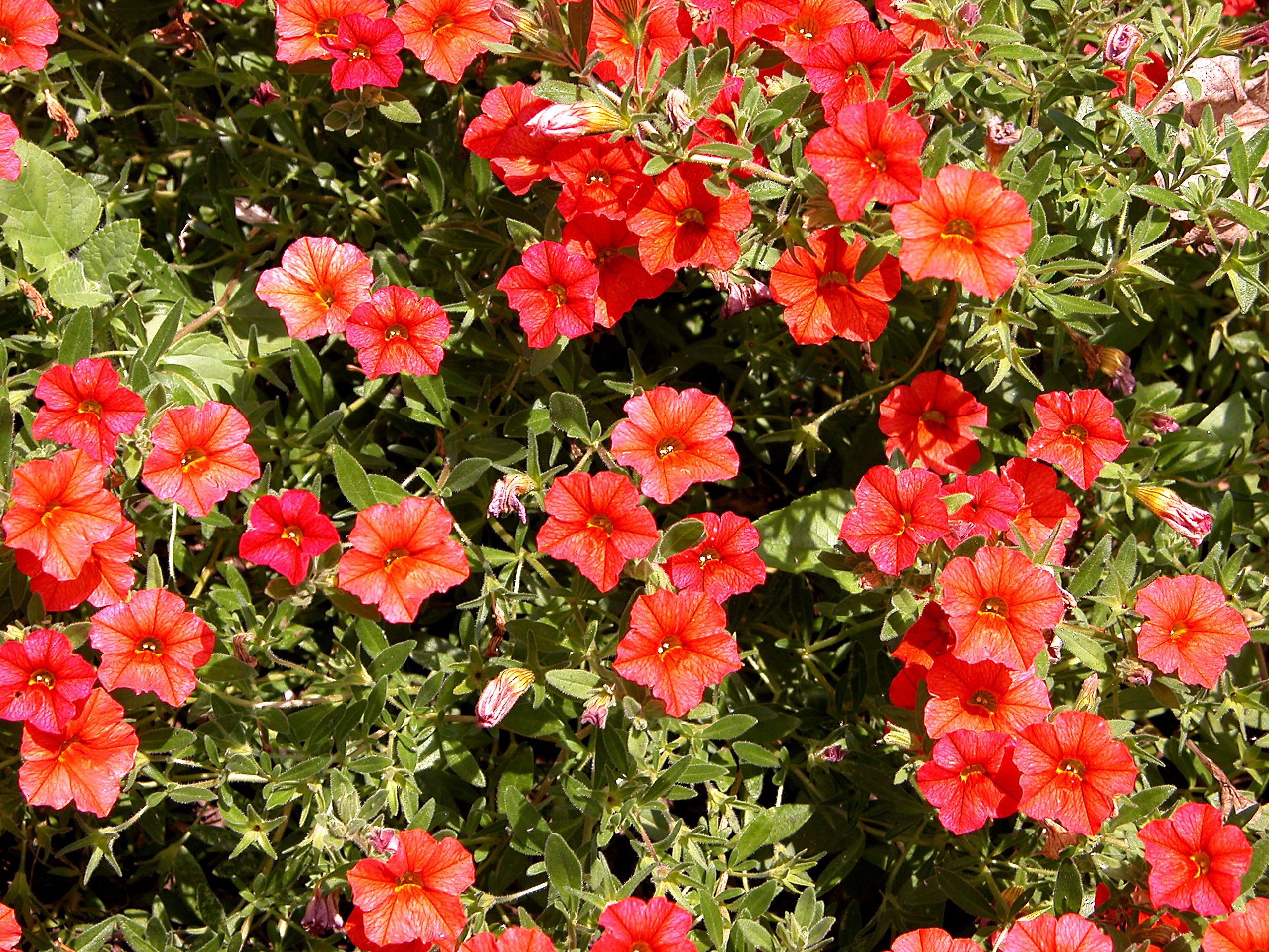 Red Calibrachoa flowers in close-up HD Wallpaper