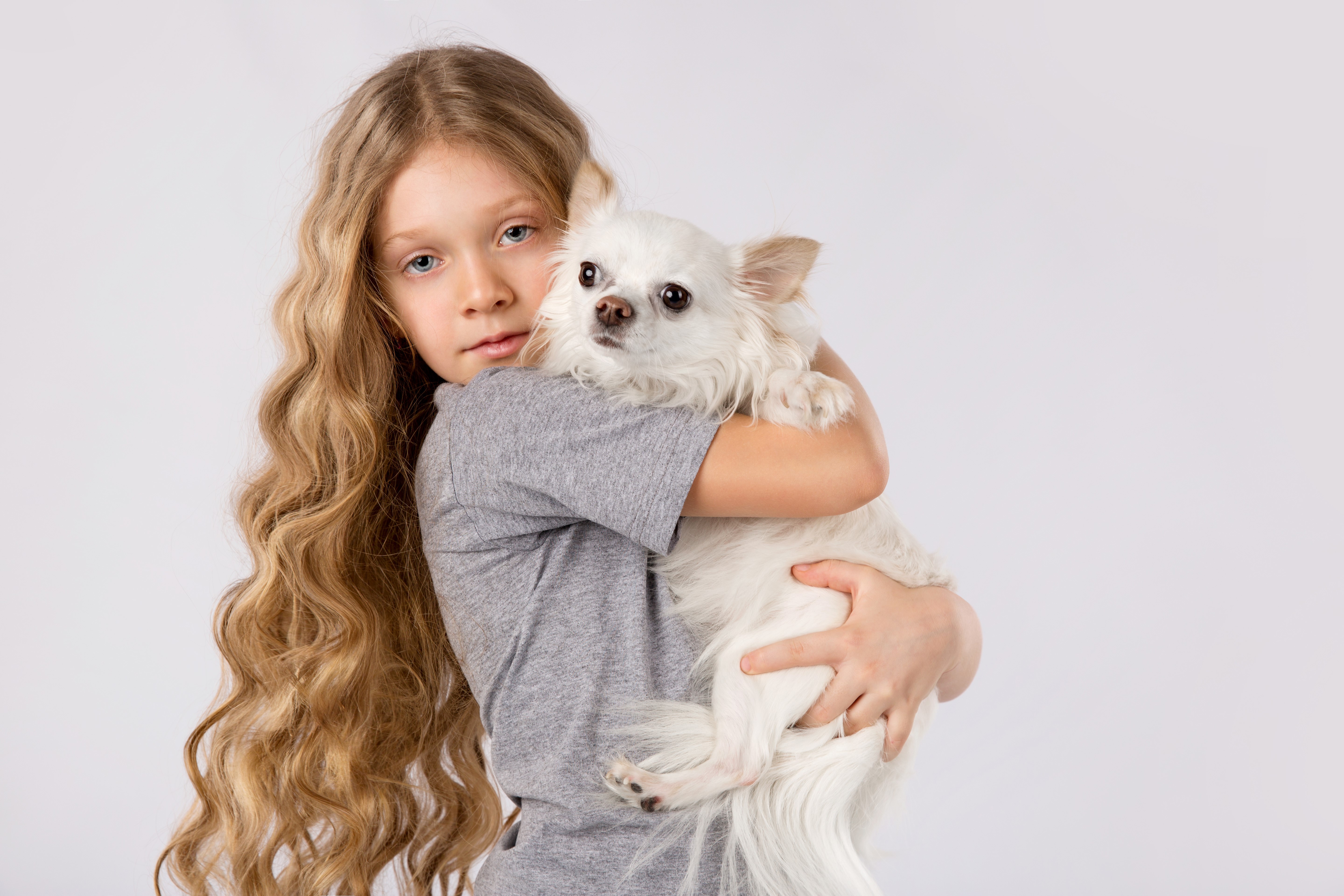 Girl Hugging White Chihuahua HD Wallpaper
