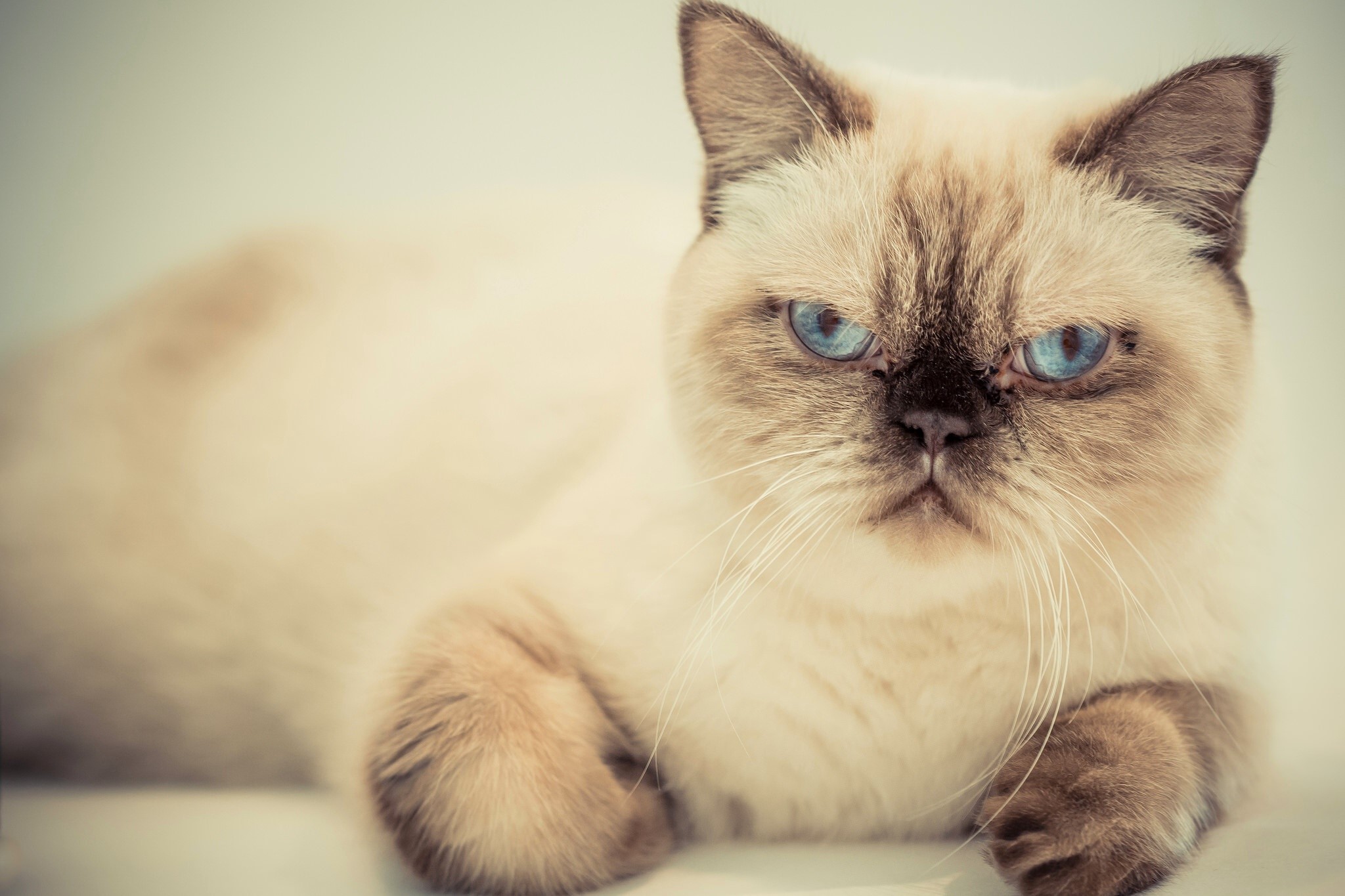 A Siamese cat with blue eyes looking forward HD Wallpaper