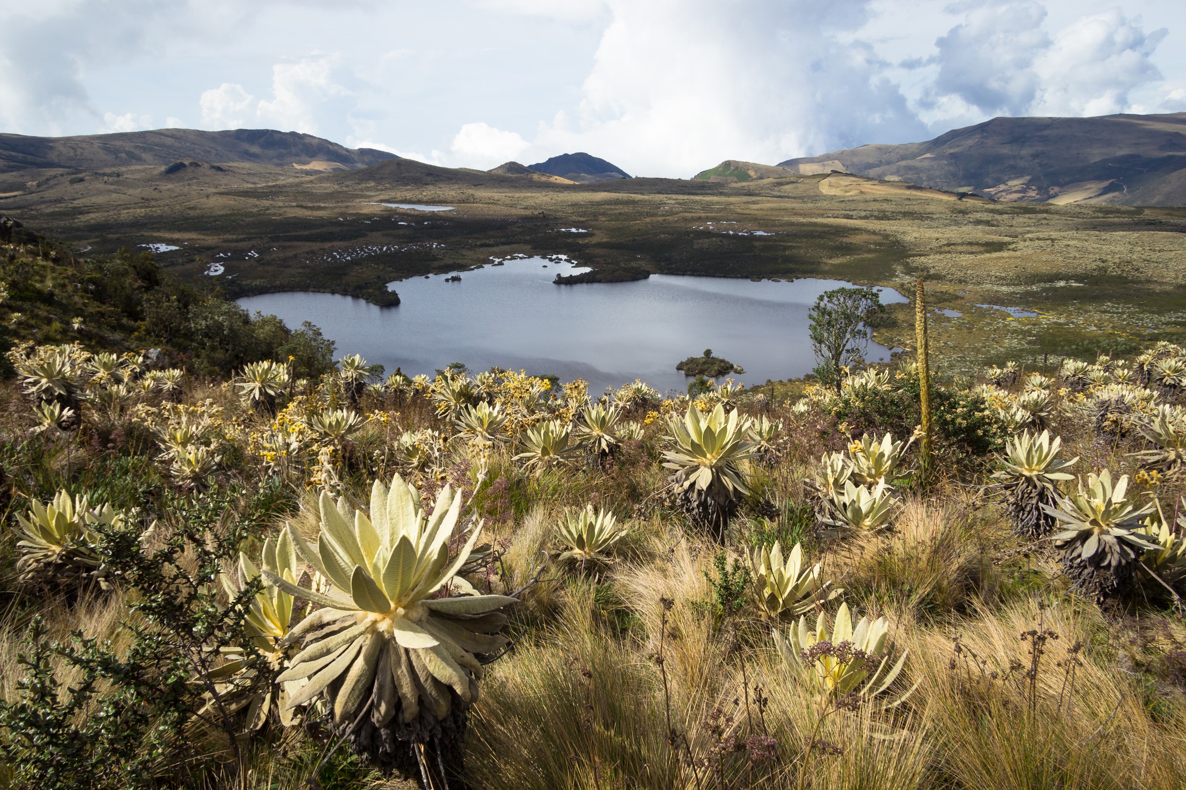 Paramo landscape with lake and frailejones plants in Colombia HD Wallpaper