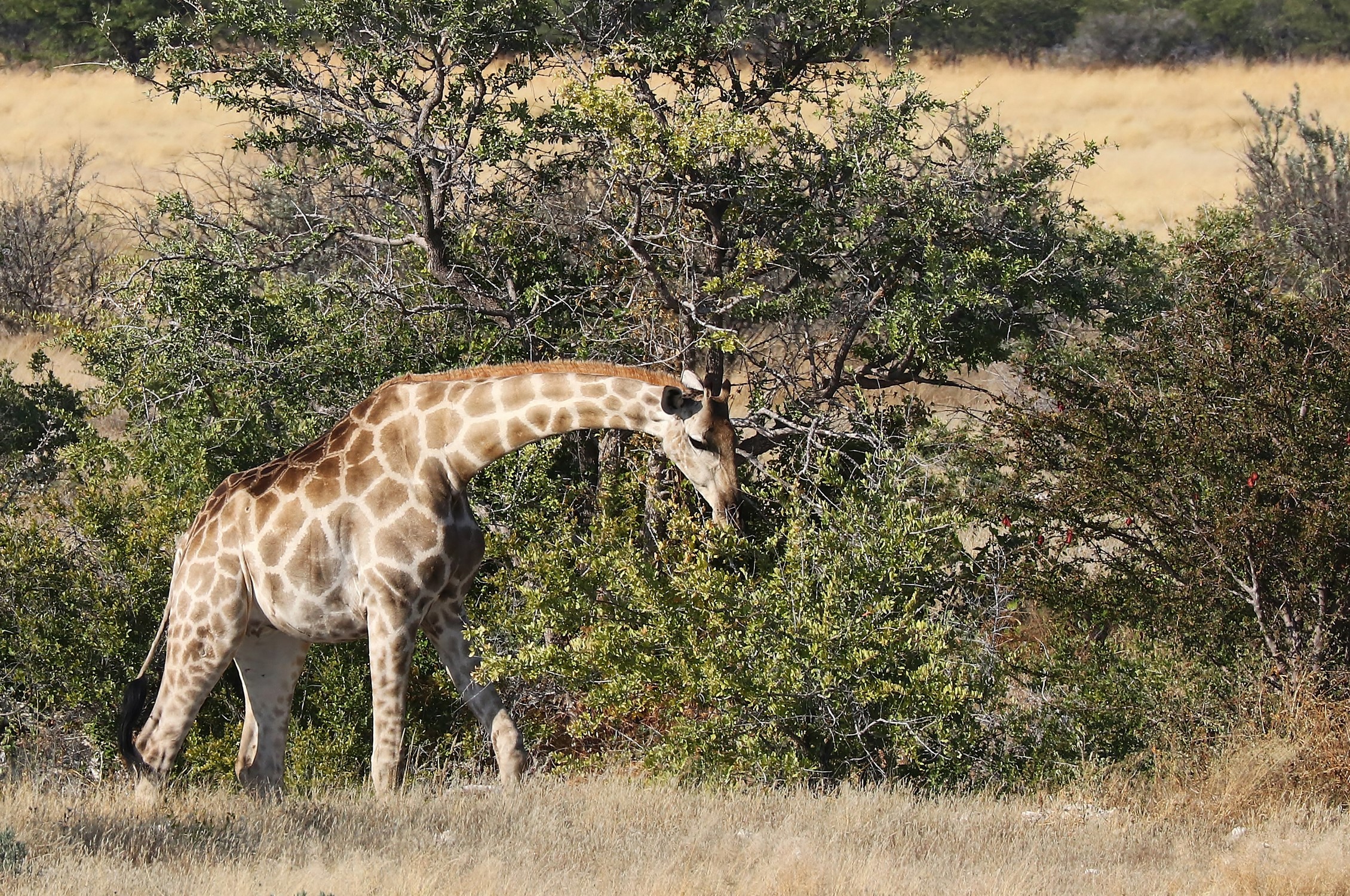 Giraffe eating leaves from shrubs in a dry field HD Wallpaper