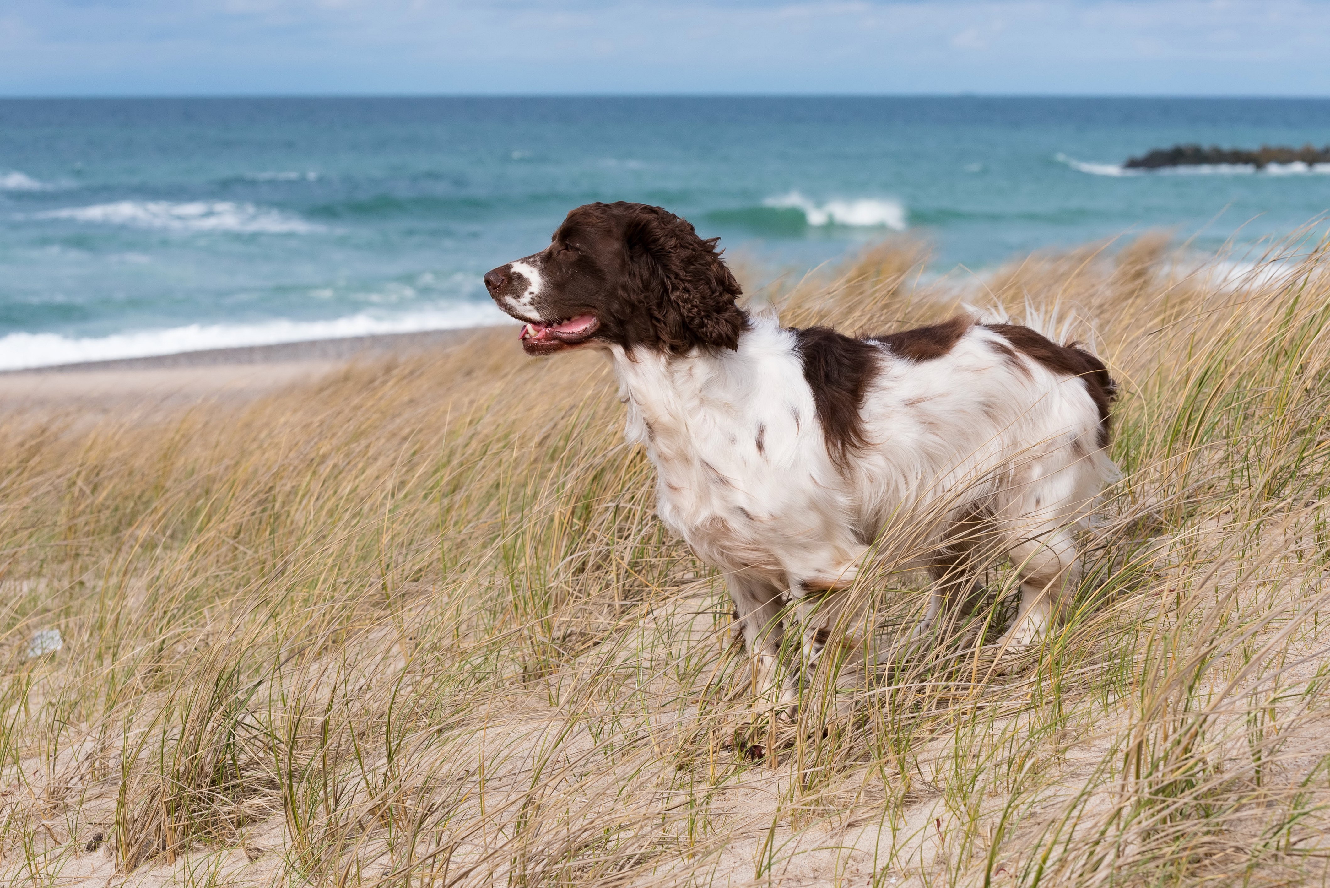 English Springer Spaniel on a sandy beach with ocean background HD Wallpaper