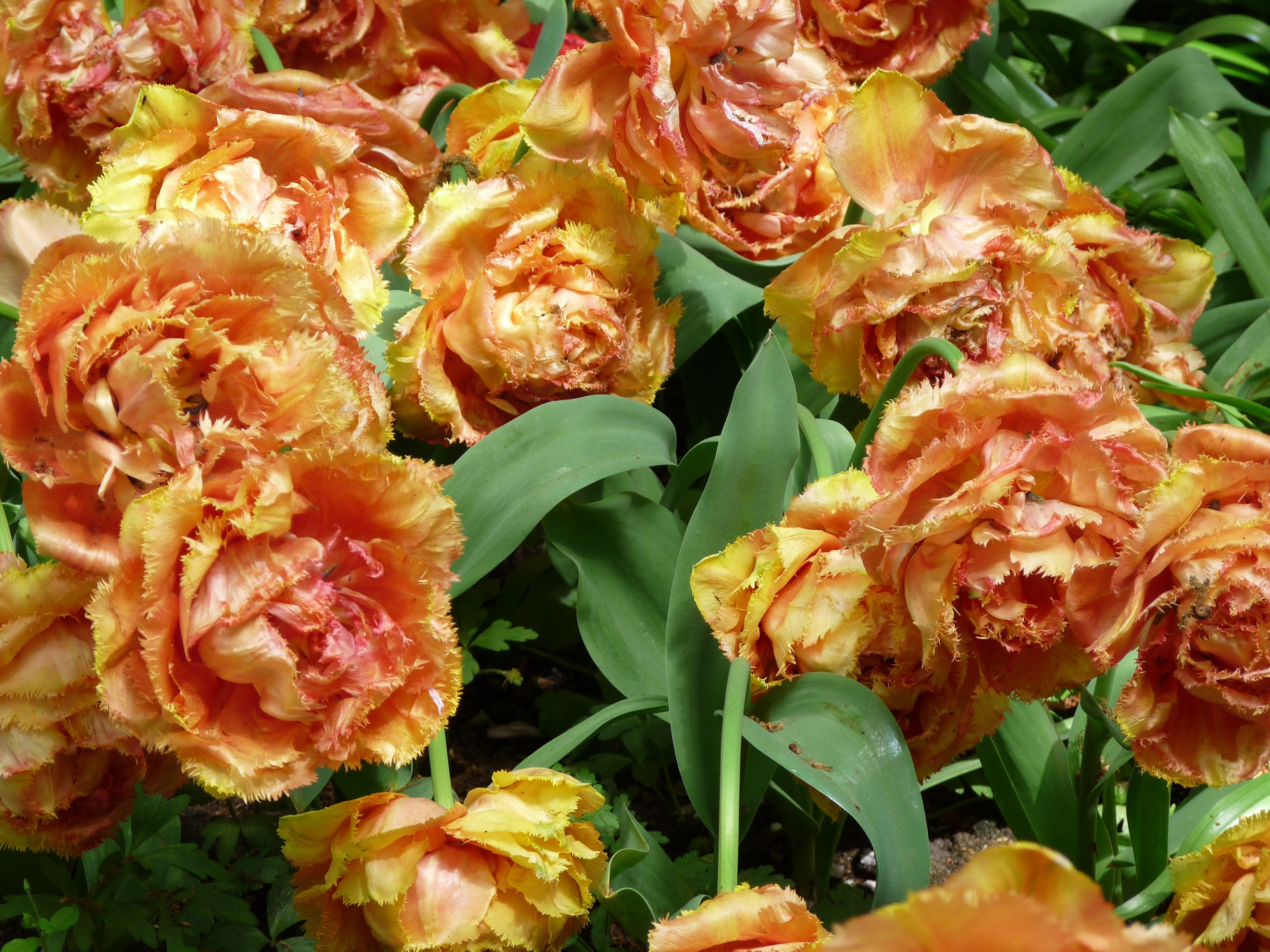 Close-up of orange and yellow fringed tulips HD Wallpaper