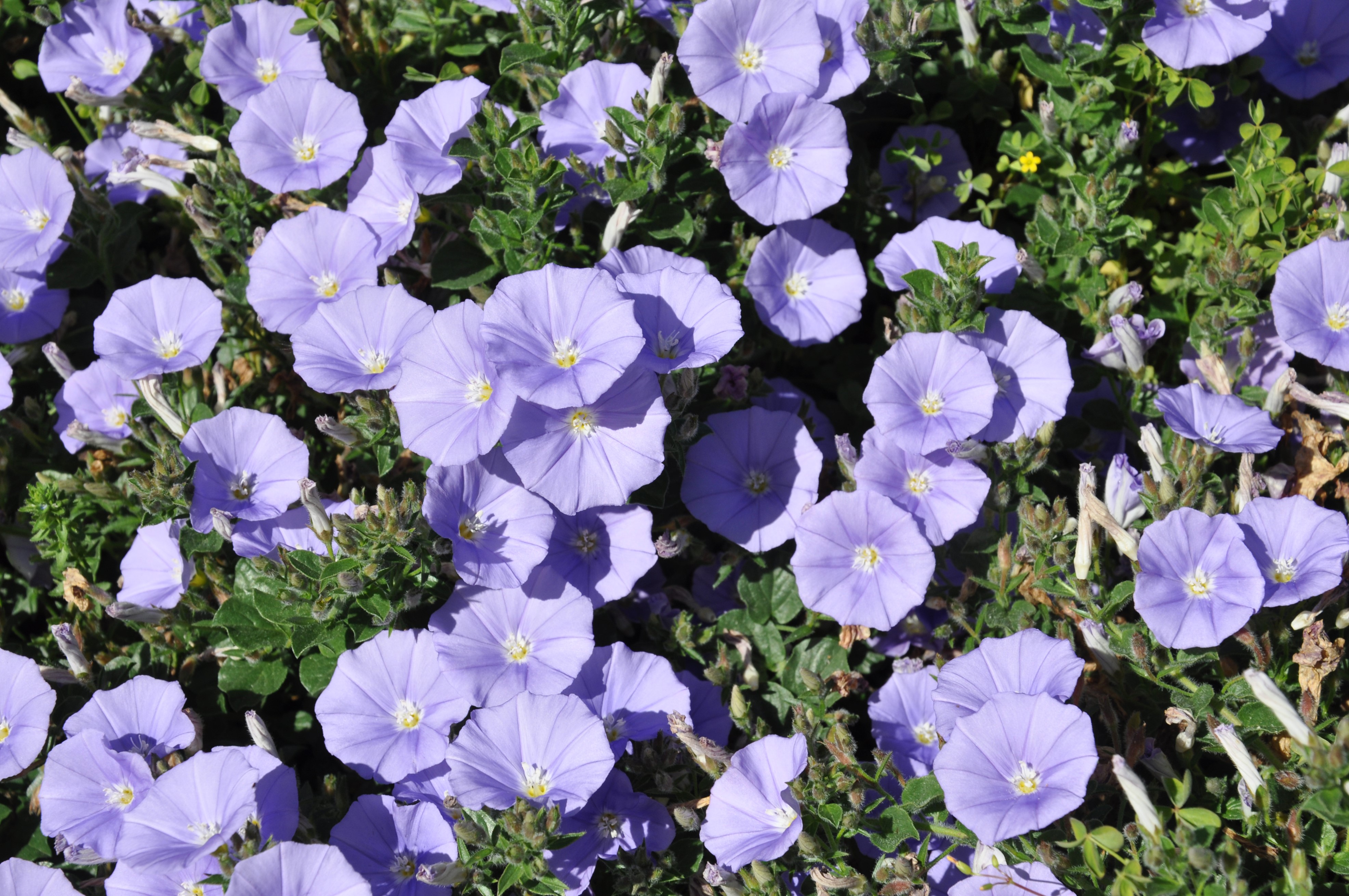 Close-up of purple Bindweed flowers HD Wallpaper