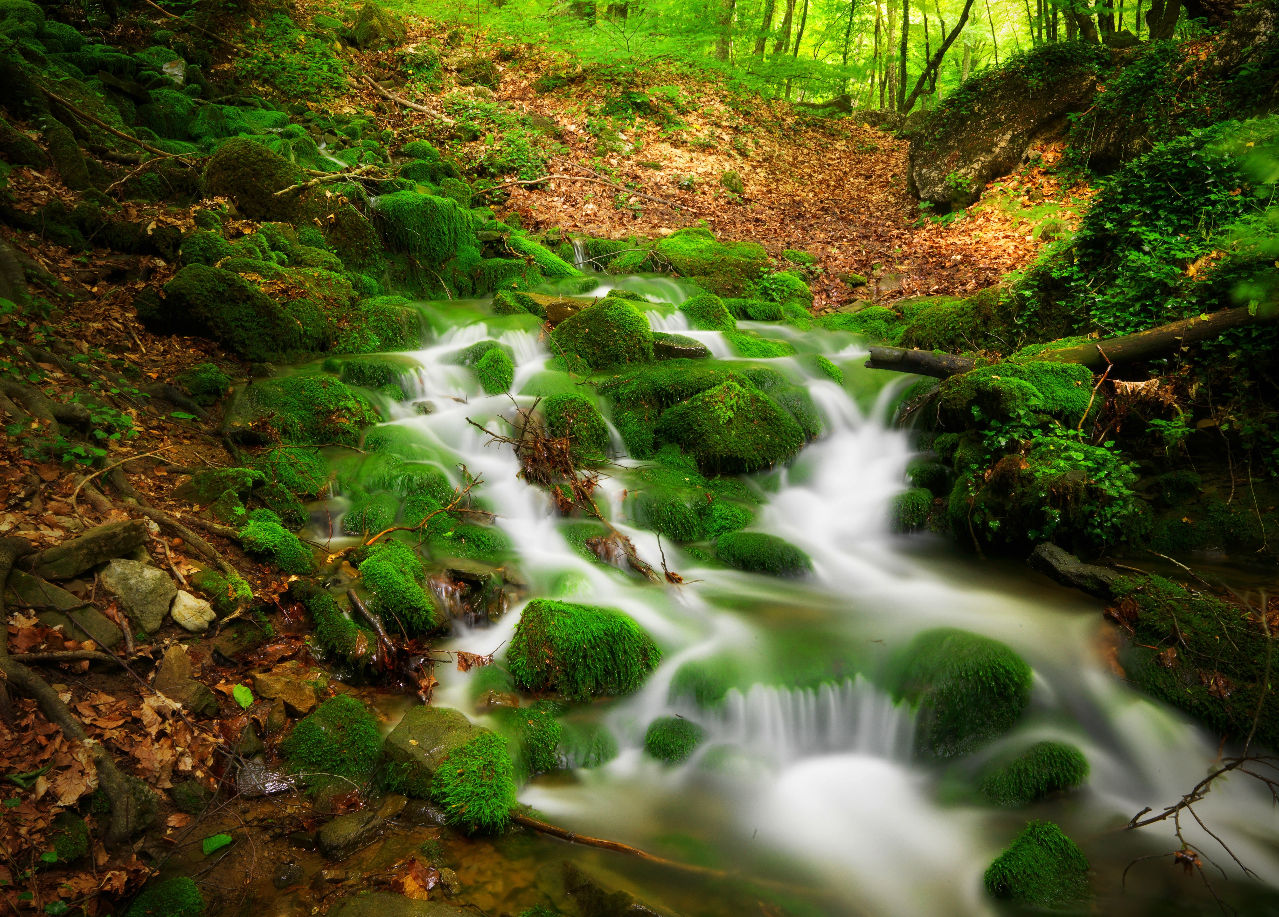 Mossy Stream in a Forest HD Wallpaper