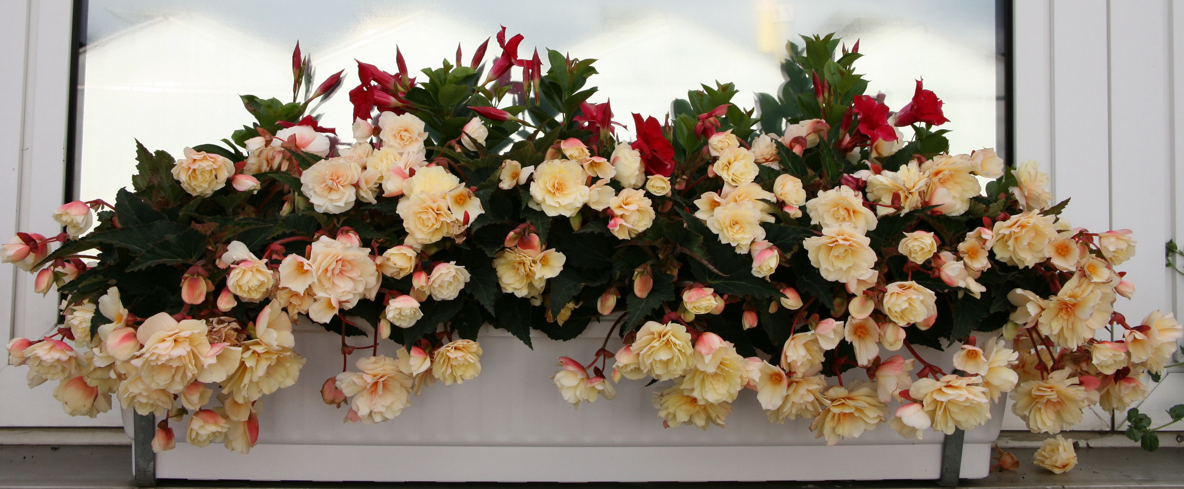 4K Begonia flowers in a window box HD Wallpaper
