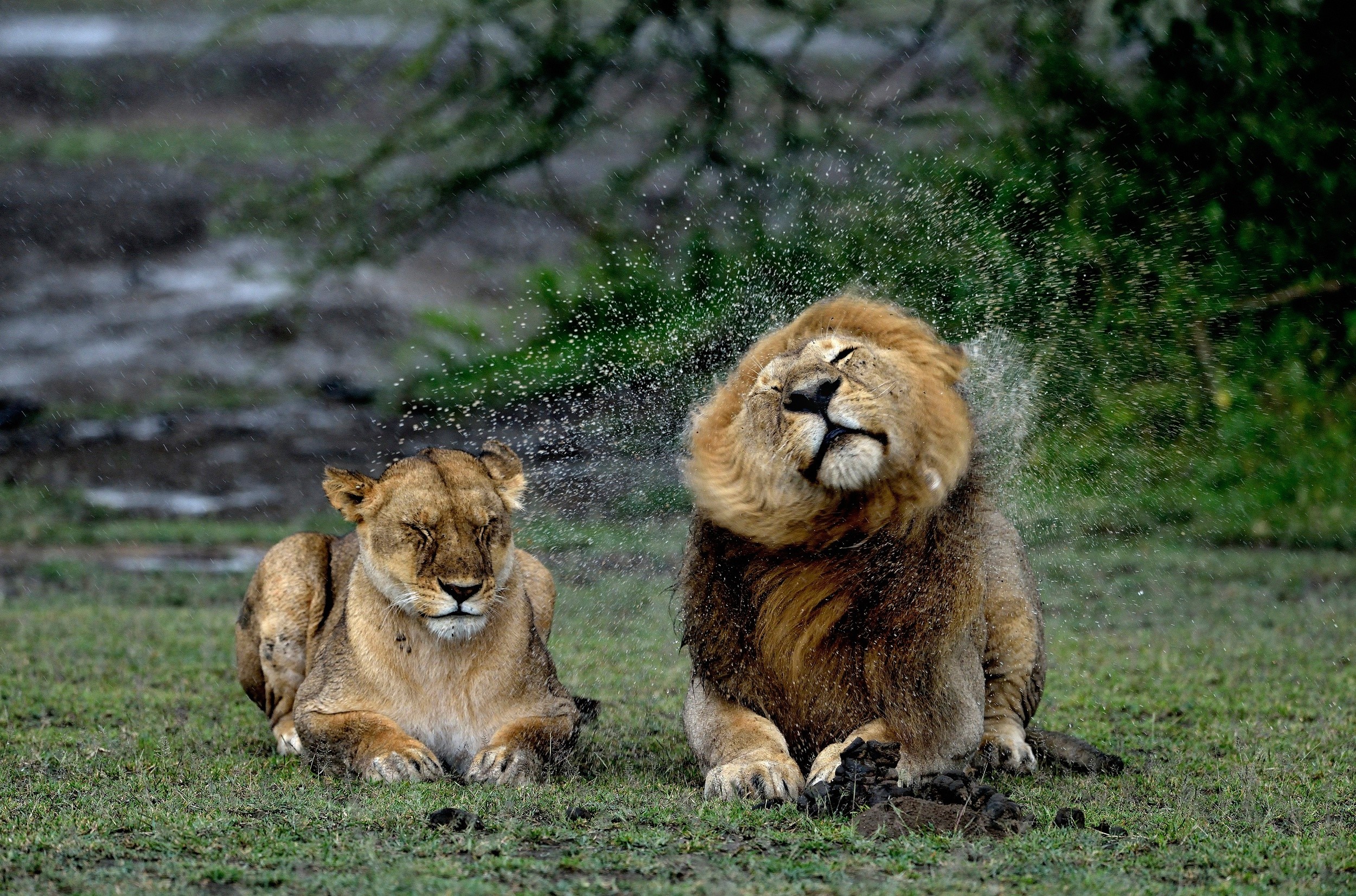 Lions shaking off water in the rain HD Wallpaper