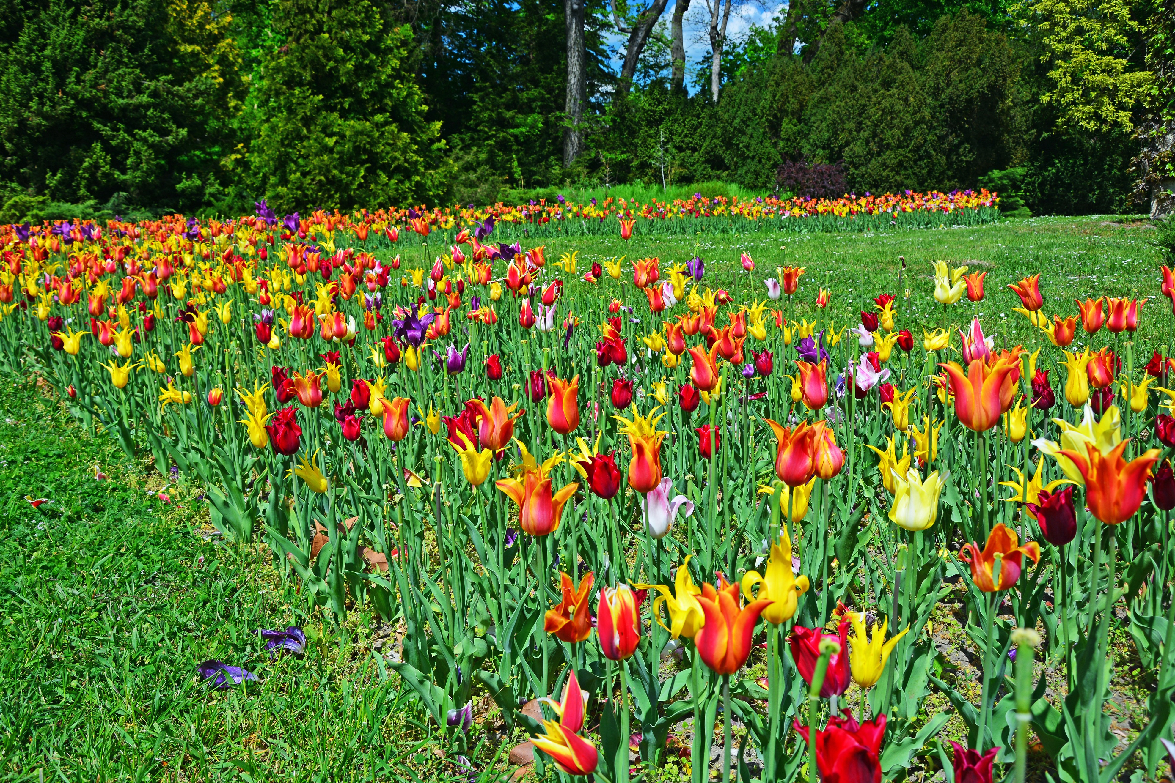 Field of colorful tulips in a botanical garden HD Wallpaper