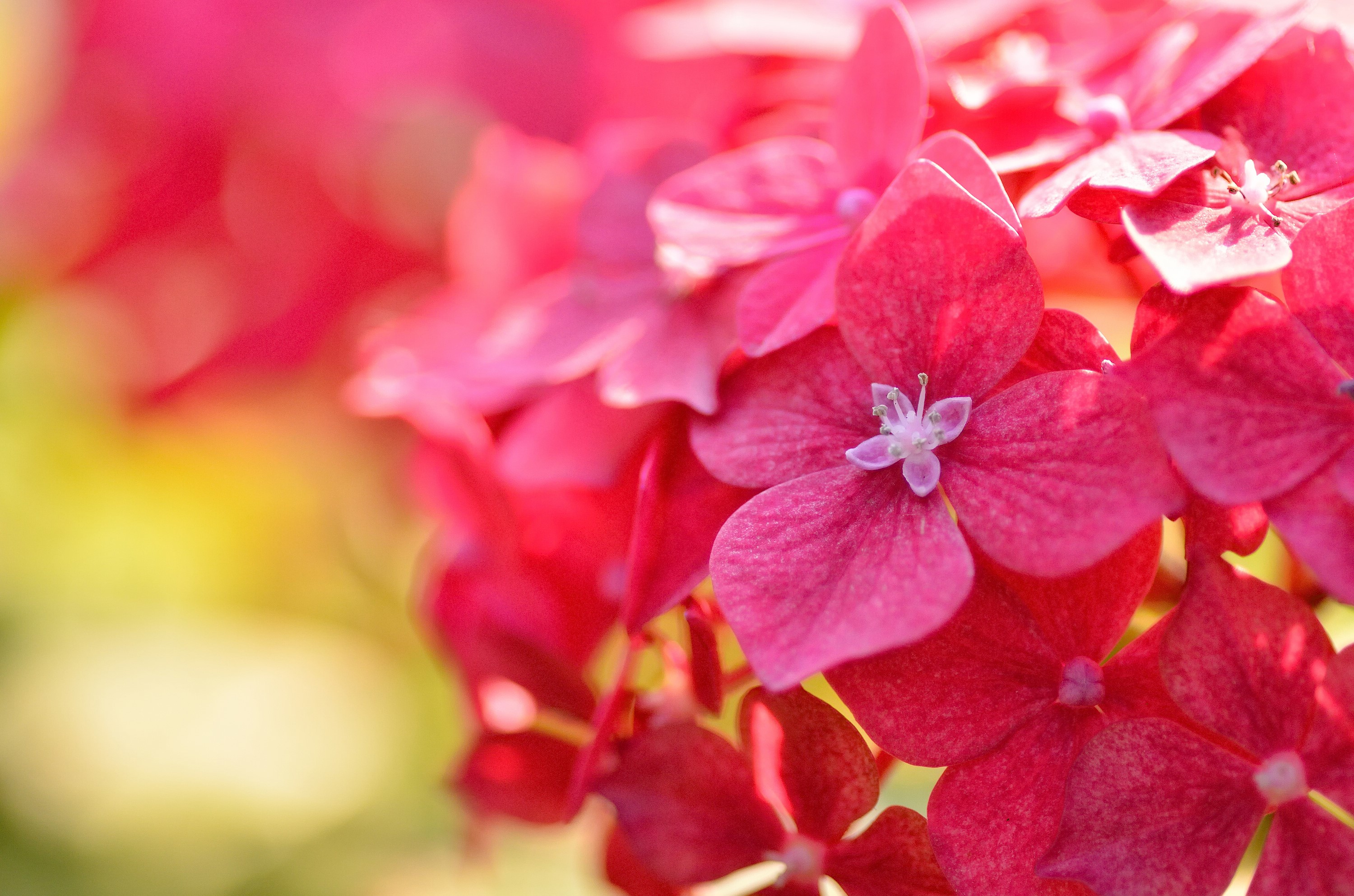 Red Hydrangea flowers in close-up HD Wallpaper