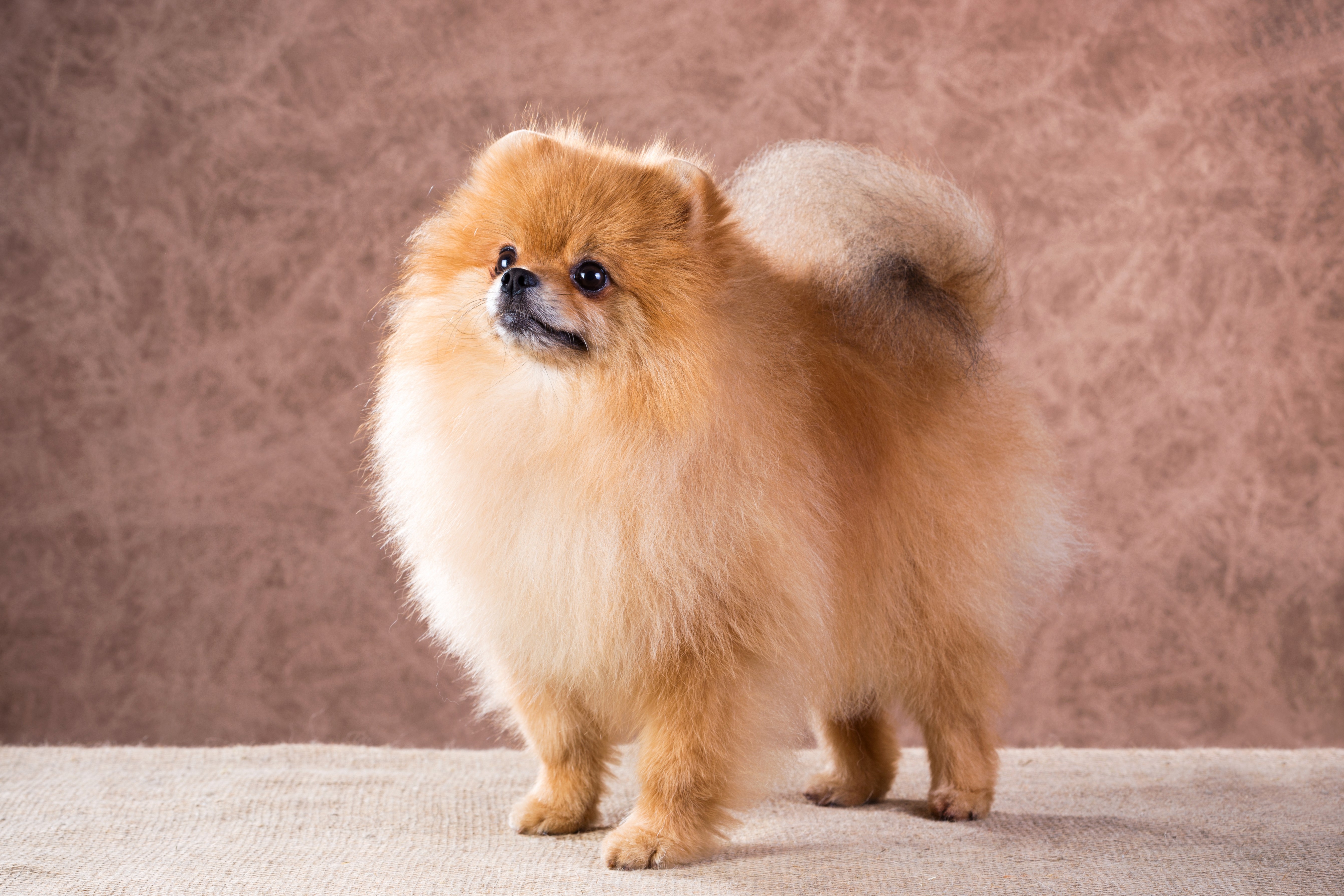 Pomeranian Spitz Dog HD Wallpaper
