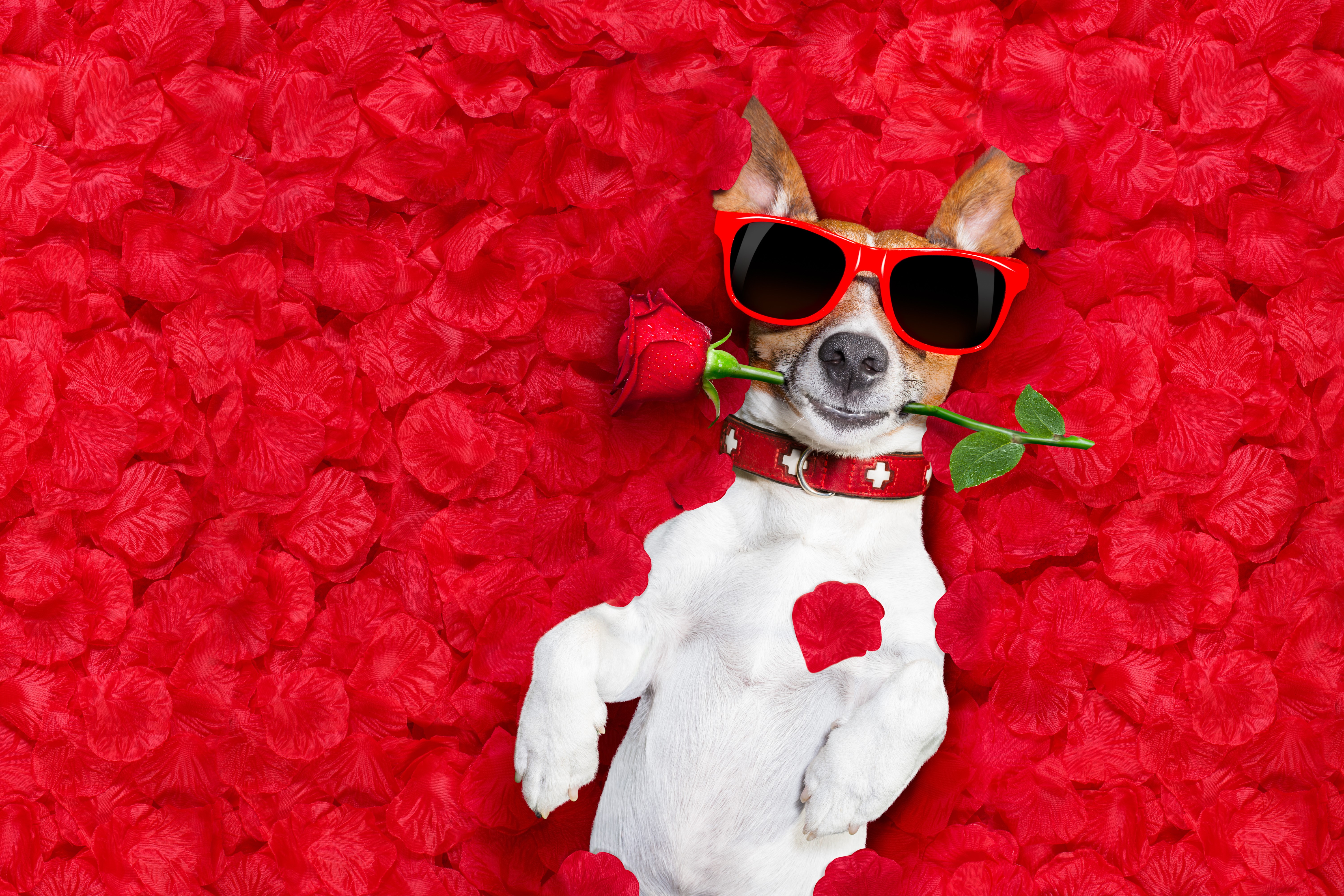 Jack Russell terrier with rose and sunglasses HD Wallpaper