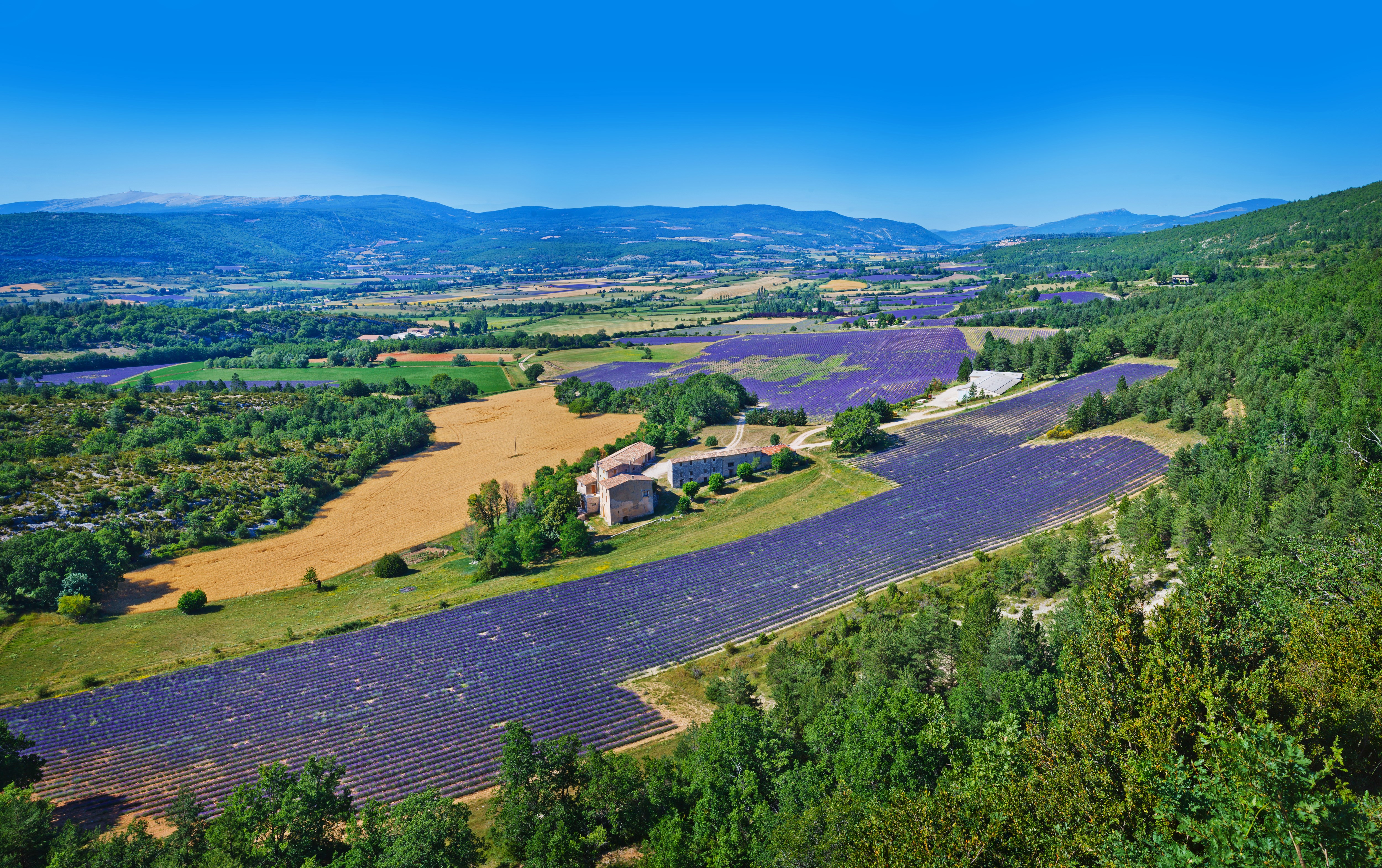 Lavender Fields and Houses in Valensole, France HD Wallpaper