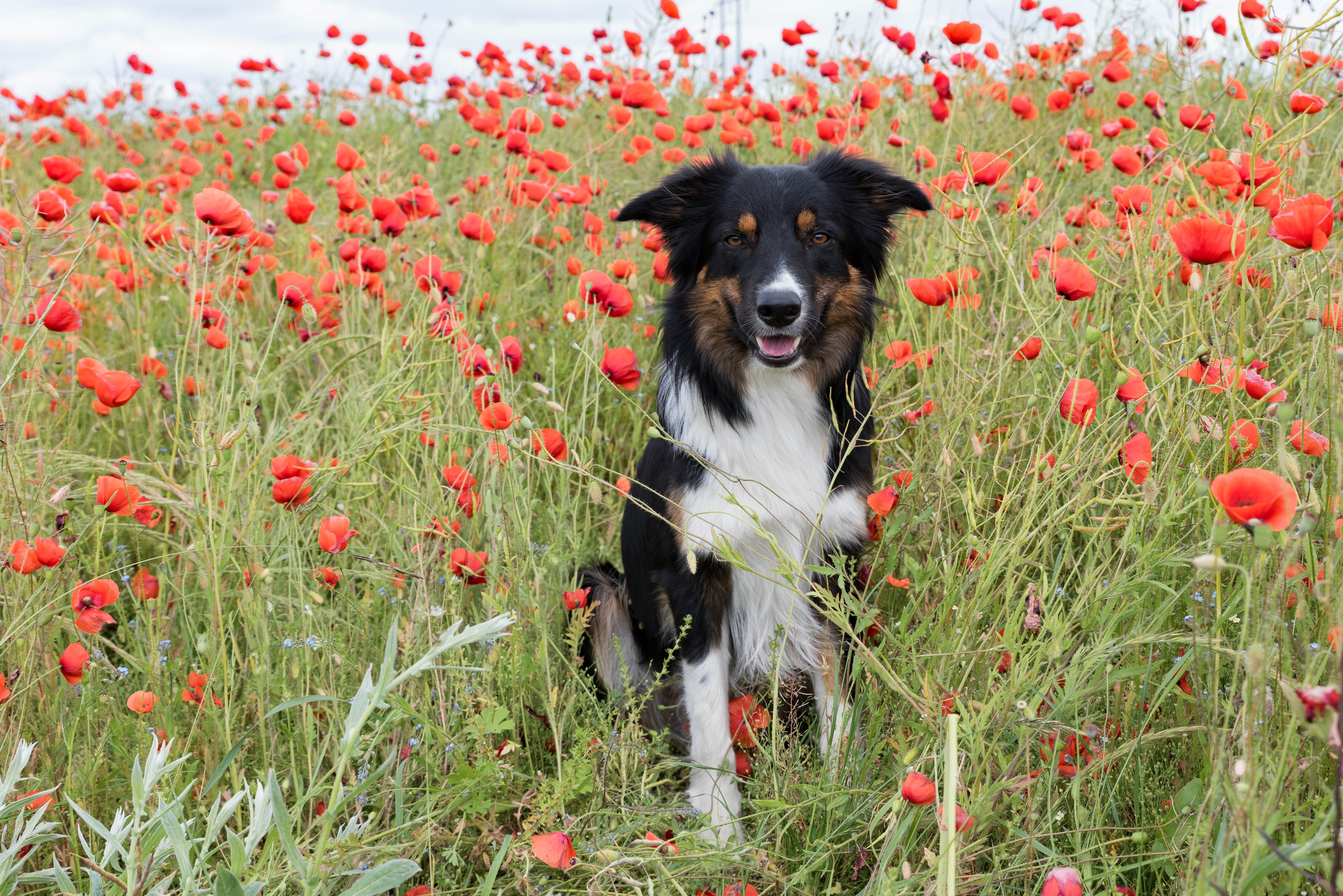 Border Collie in a Field of Poppies HD Wallpaper