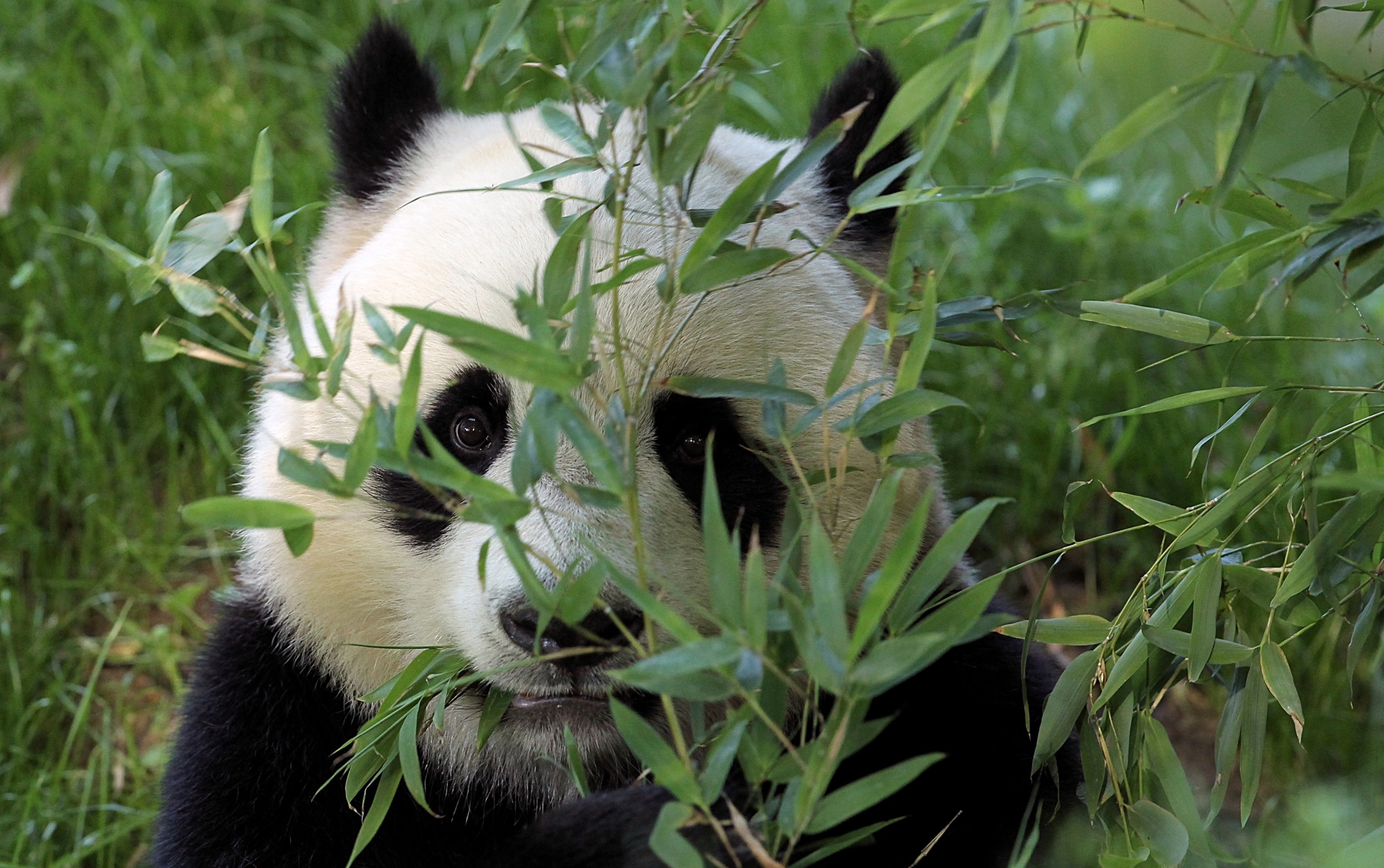 Panda eating bamboo leaves HD Wallpaper