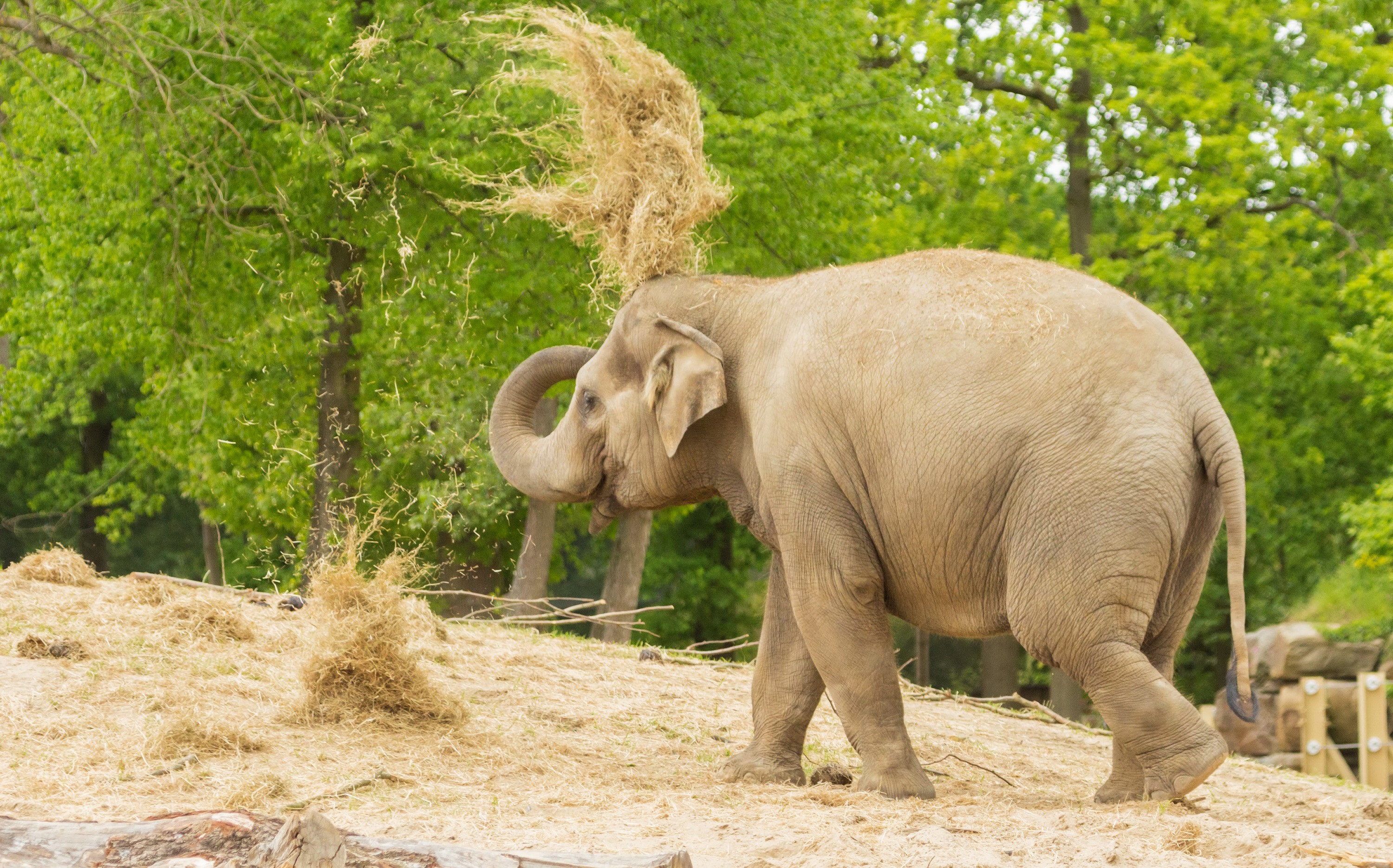 Elephant throwing hay on its head HD Wallpaper