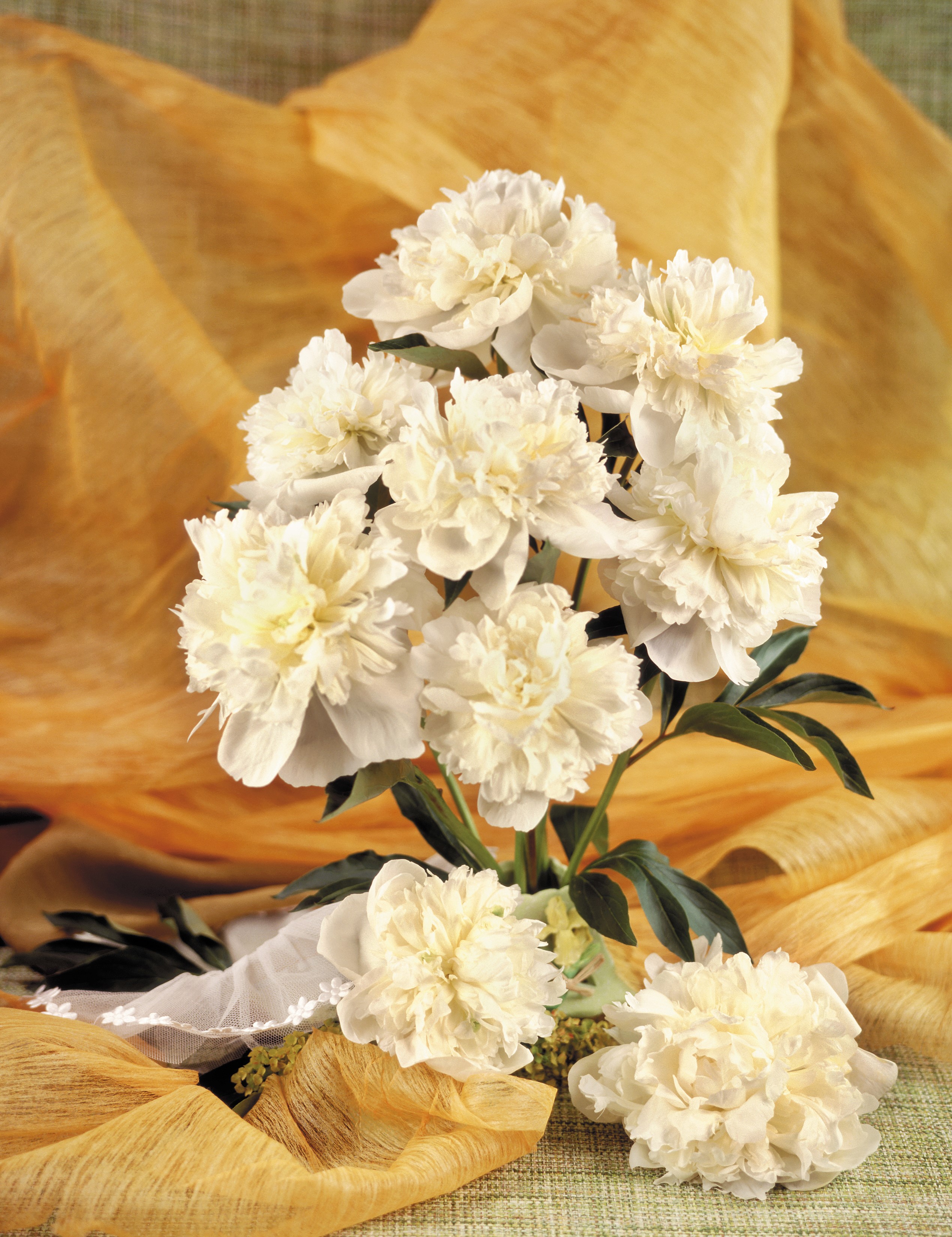 White Peonies with Yellow Draping HD Phone Wallpaper