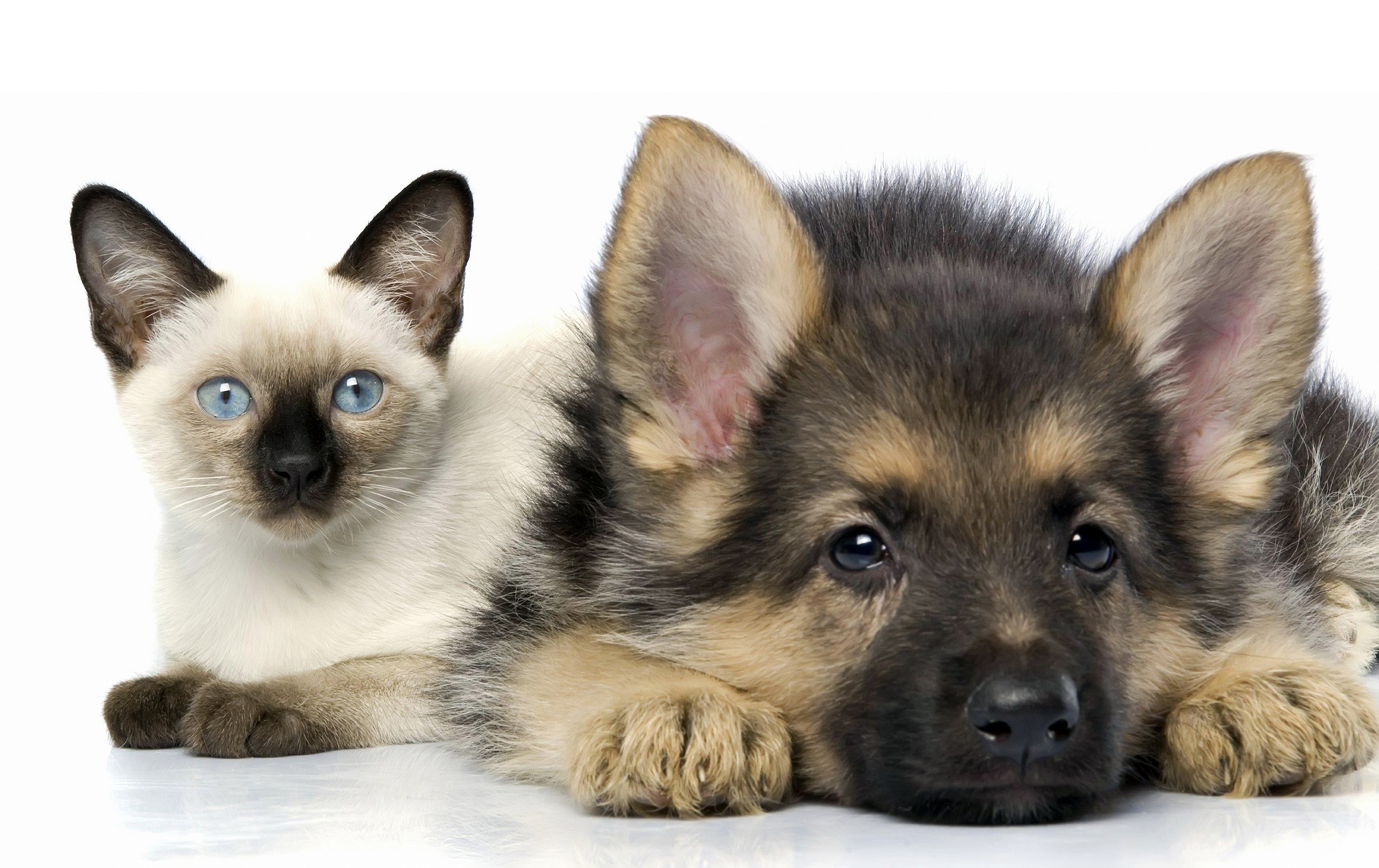Siamese kitten and German Shepherd puppy HD Wallpaper