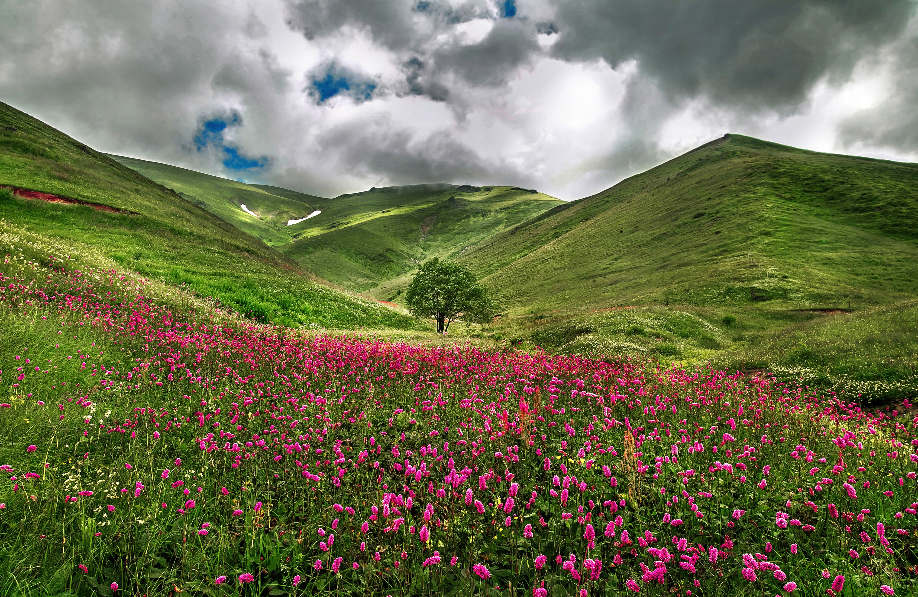 Savoie Hillside with Vibrant Pink Flowers HD Wallpaper