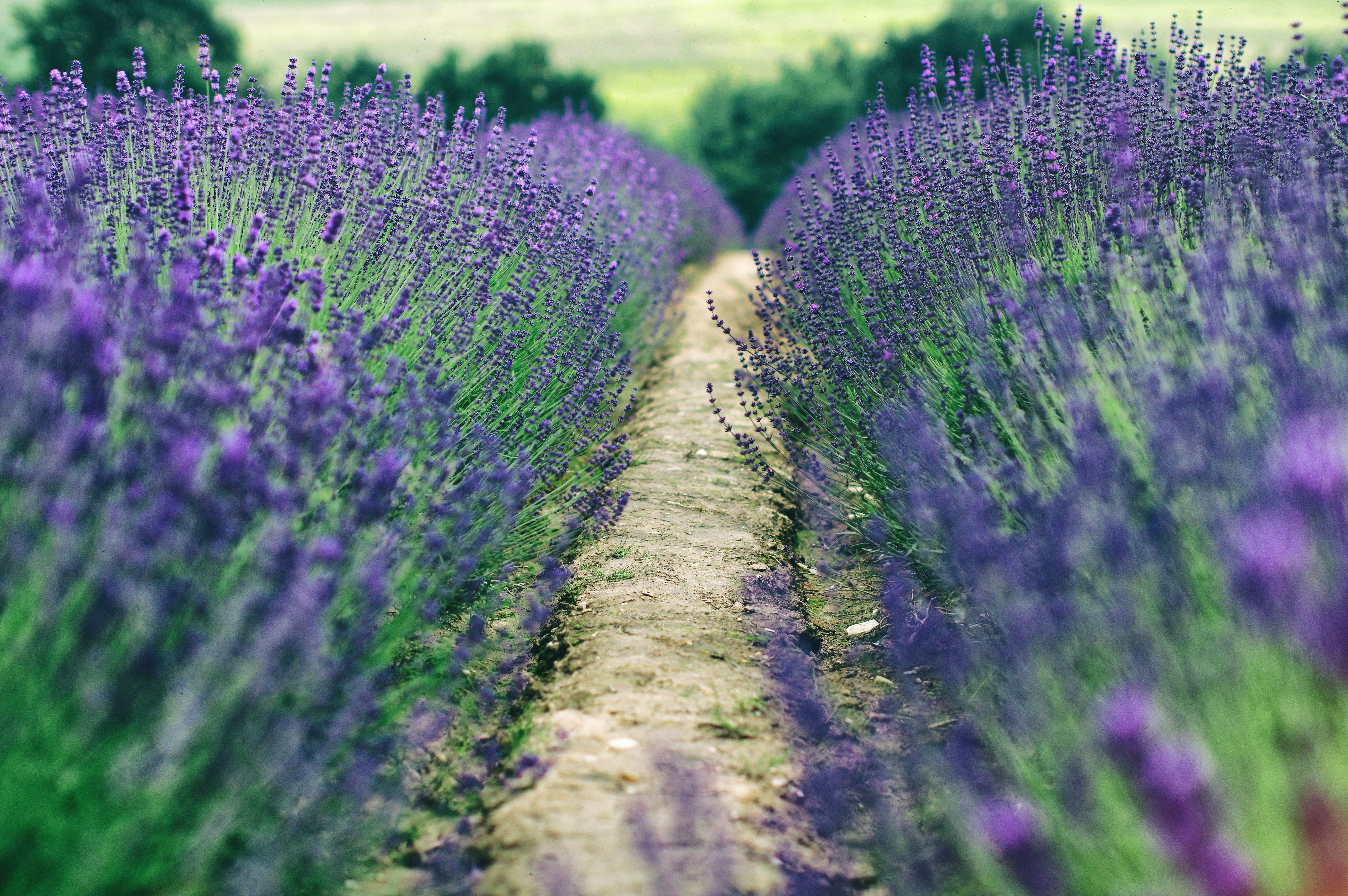 Lavender fields with a dirt path HD Wallpaper