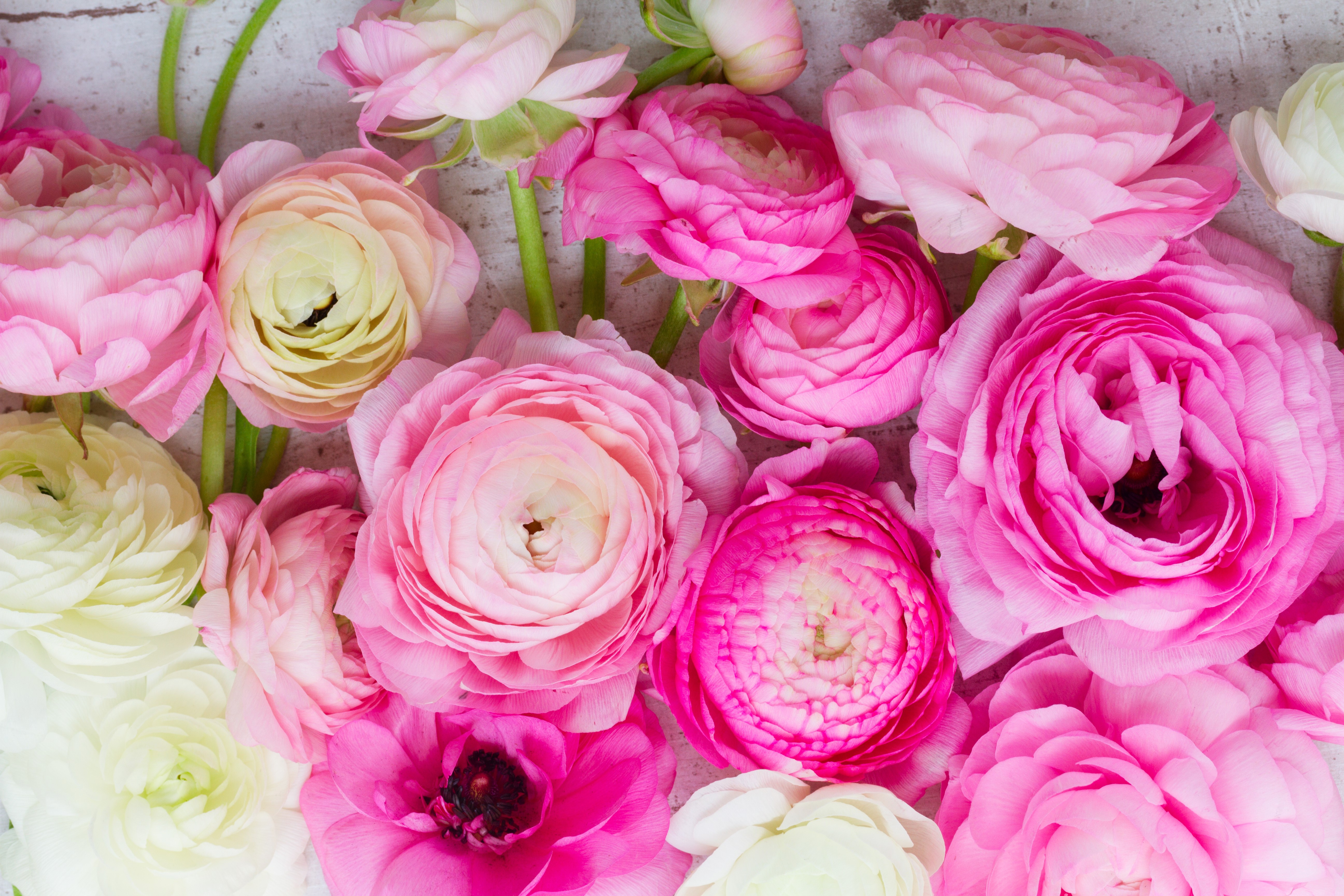Pink and white Ranunculus flowers closeup HD Wallpaper