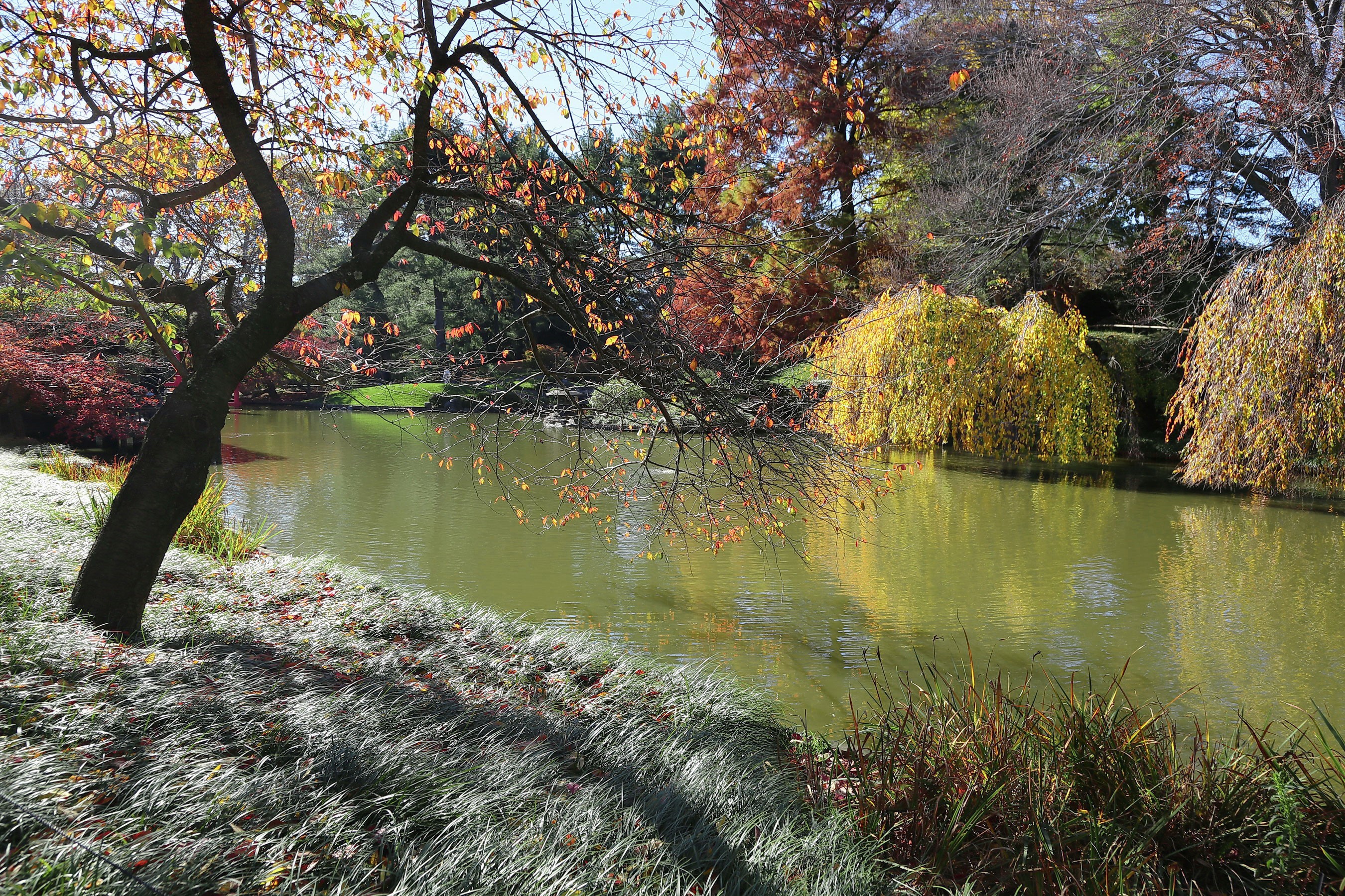 Autumn pond with trees and shrubs in Brooklyn Botanic Garden HD Wallpaper