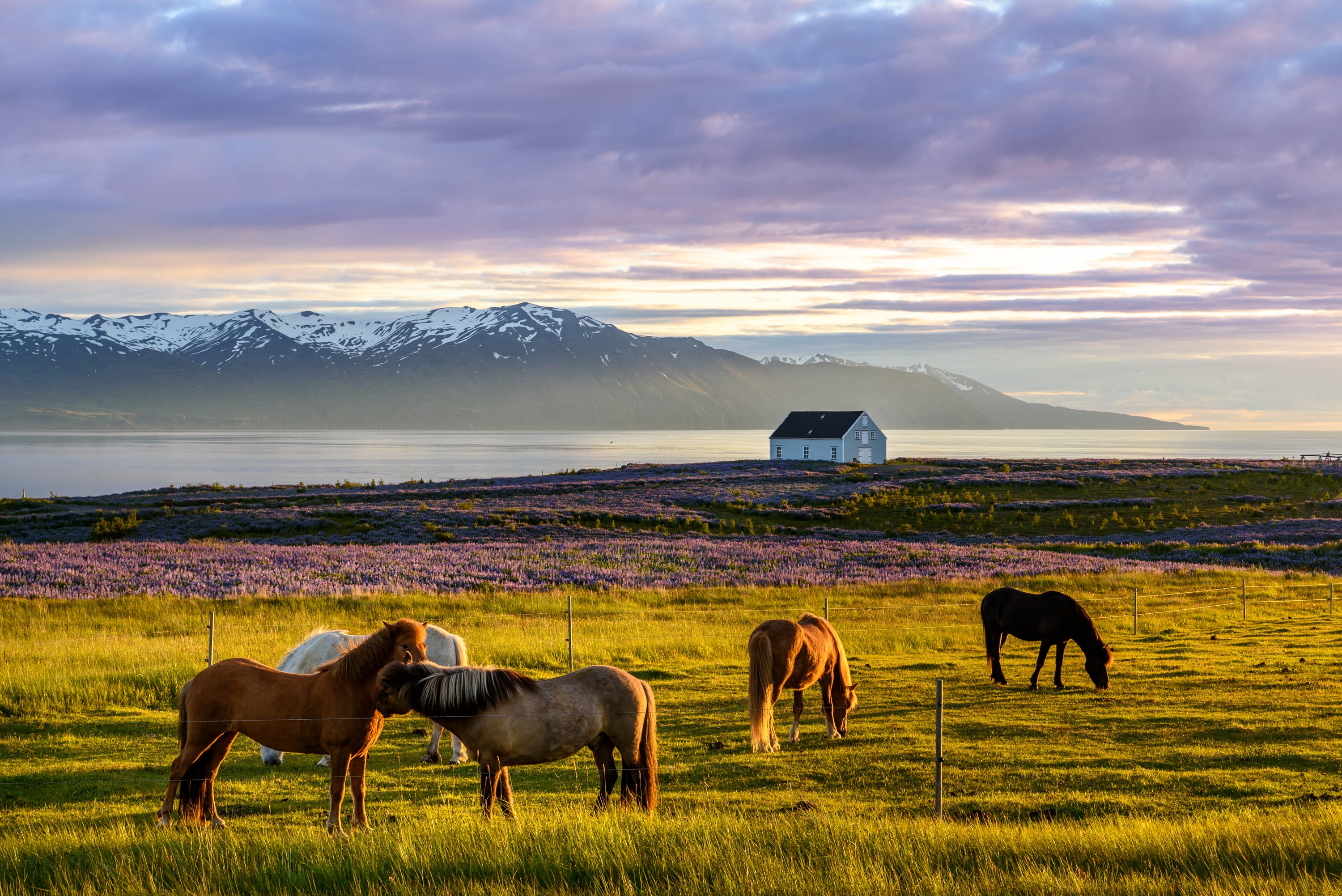 Horses in a field in Iceland with mountains and a house HD Wallpaper