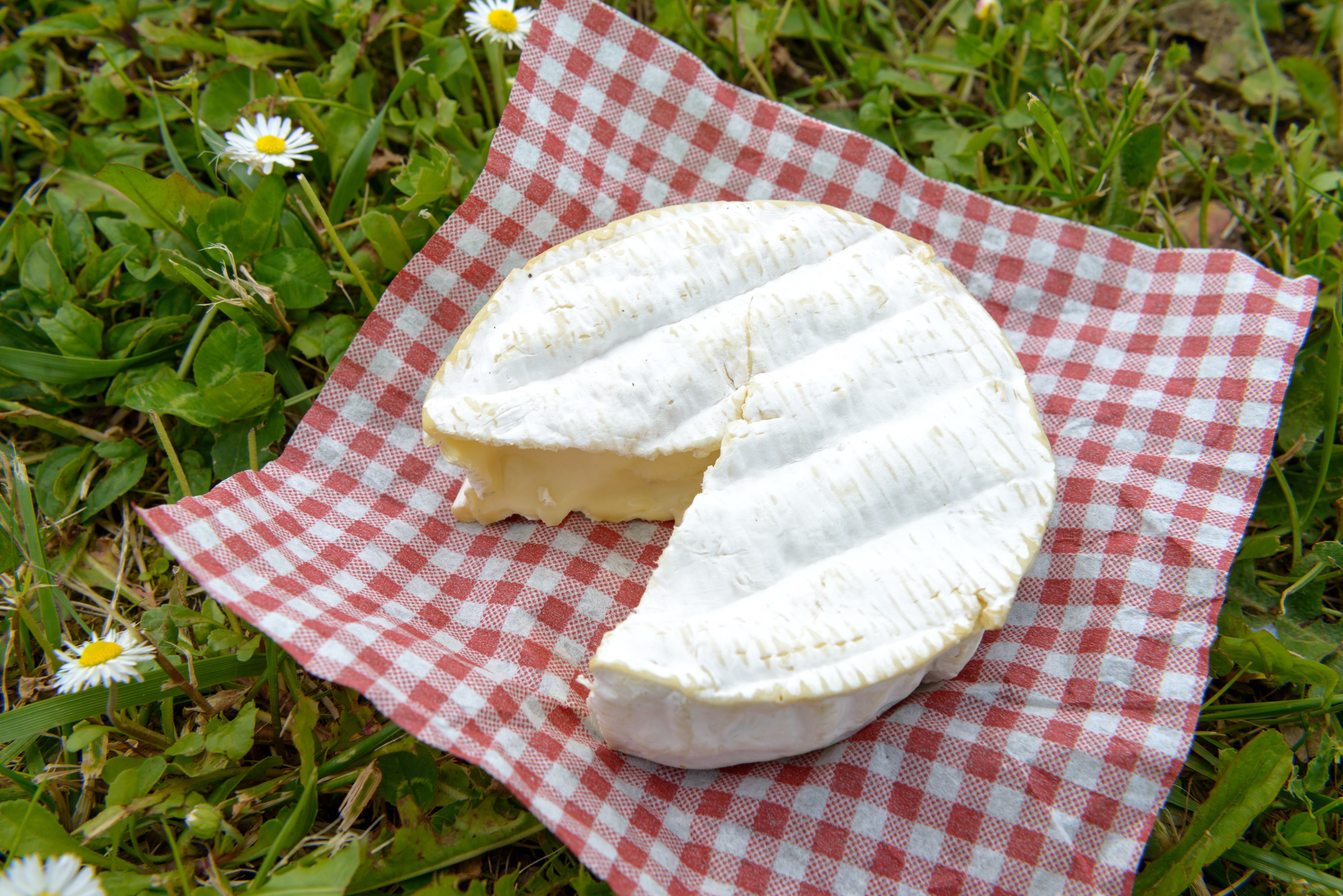 Cheese on a checkered cloth in grass HD Wallpaper