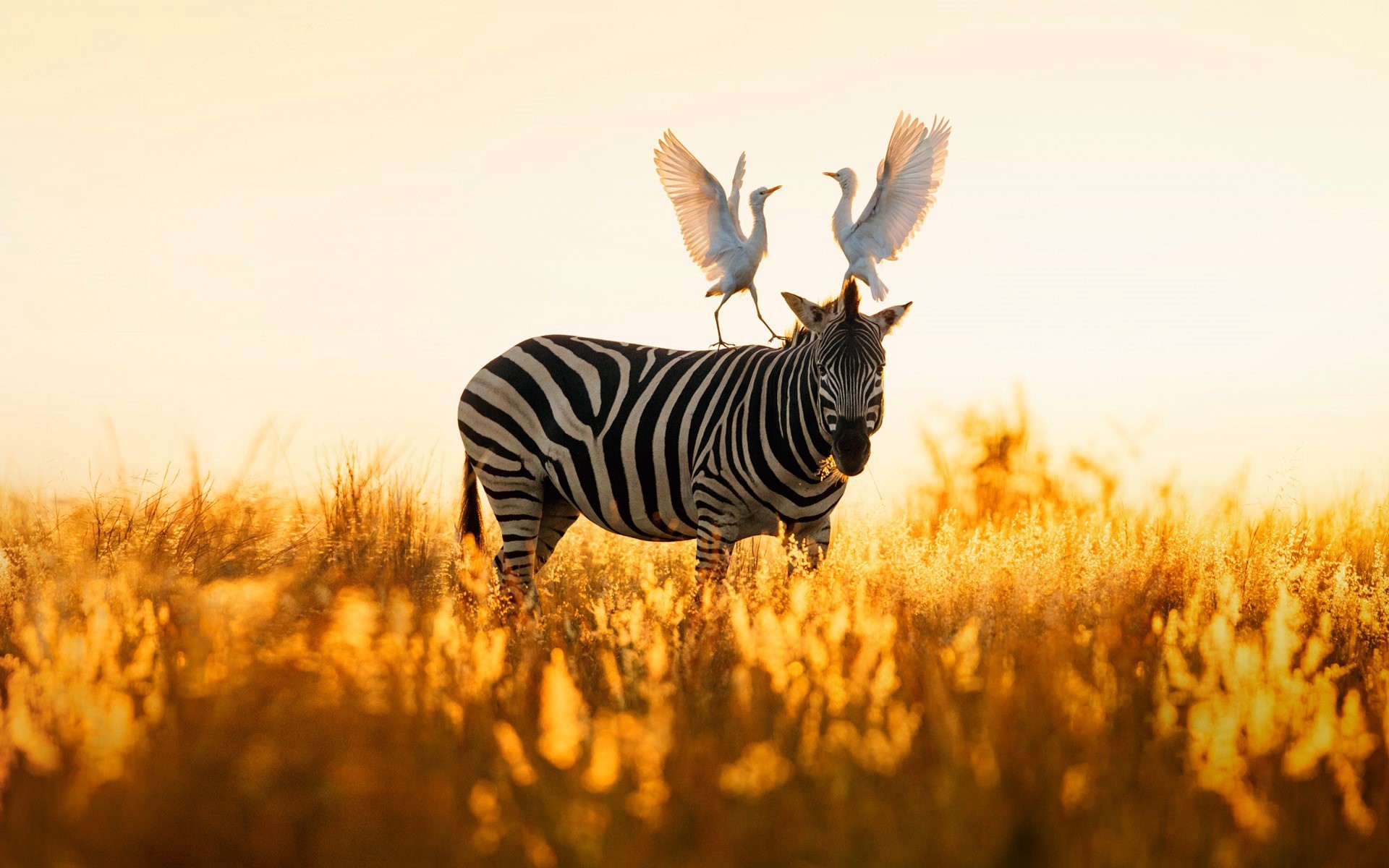 Two egrets standing on a zebra in a field HD Wallpaper