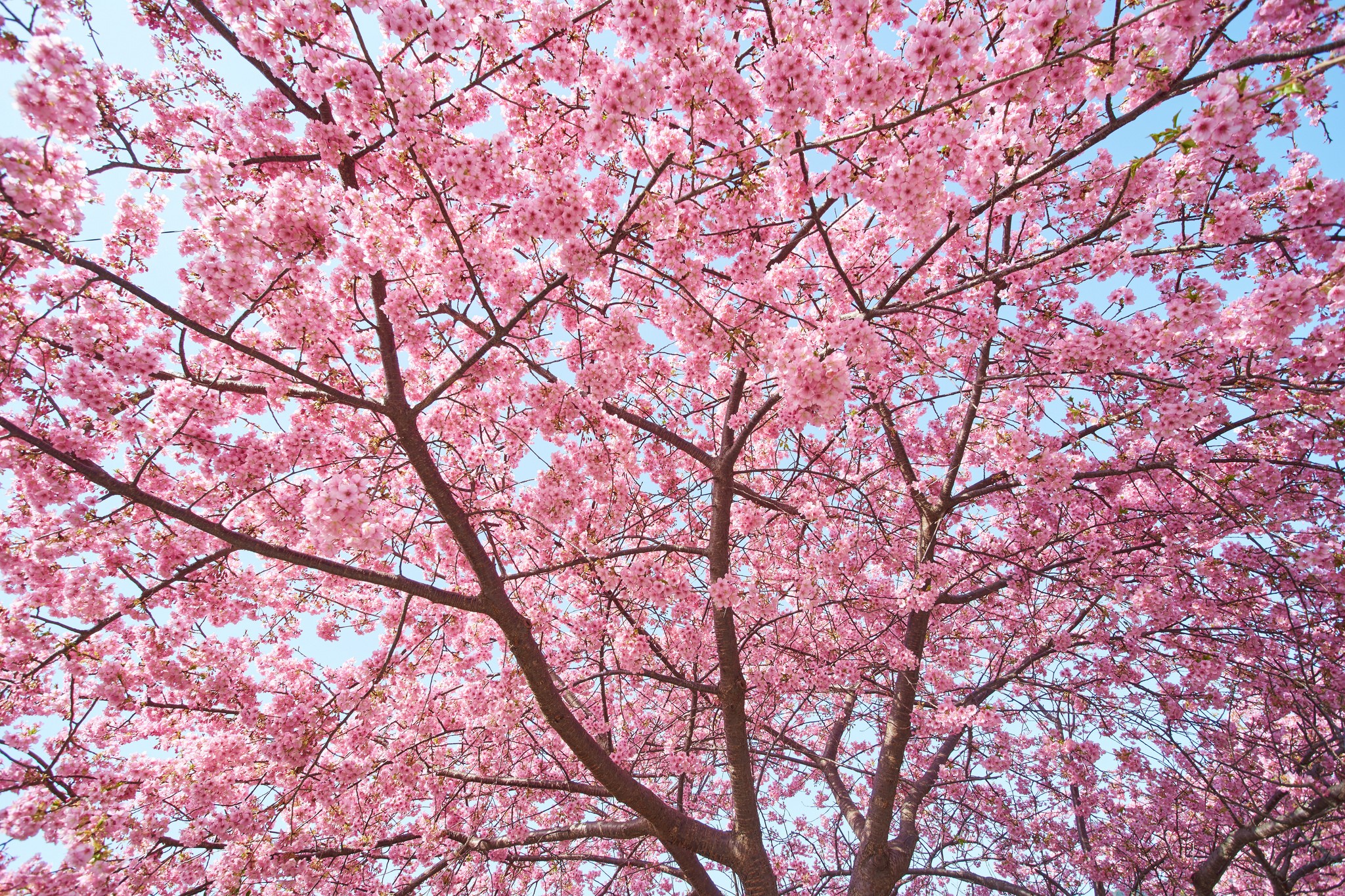 Cherry Blossoms Blooming on Branches HD Wallpaper