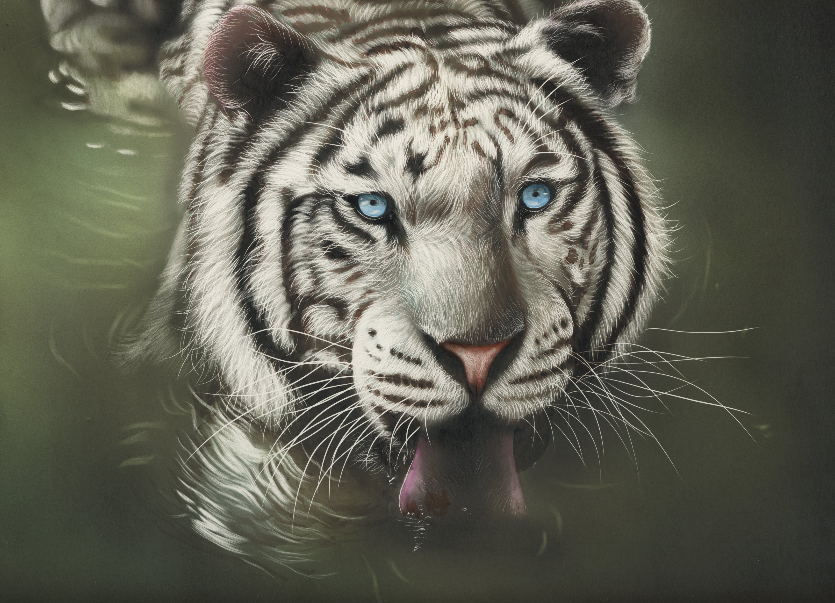 White Tiger with Blue Eyes Drinking Water HD Wallpaper