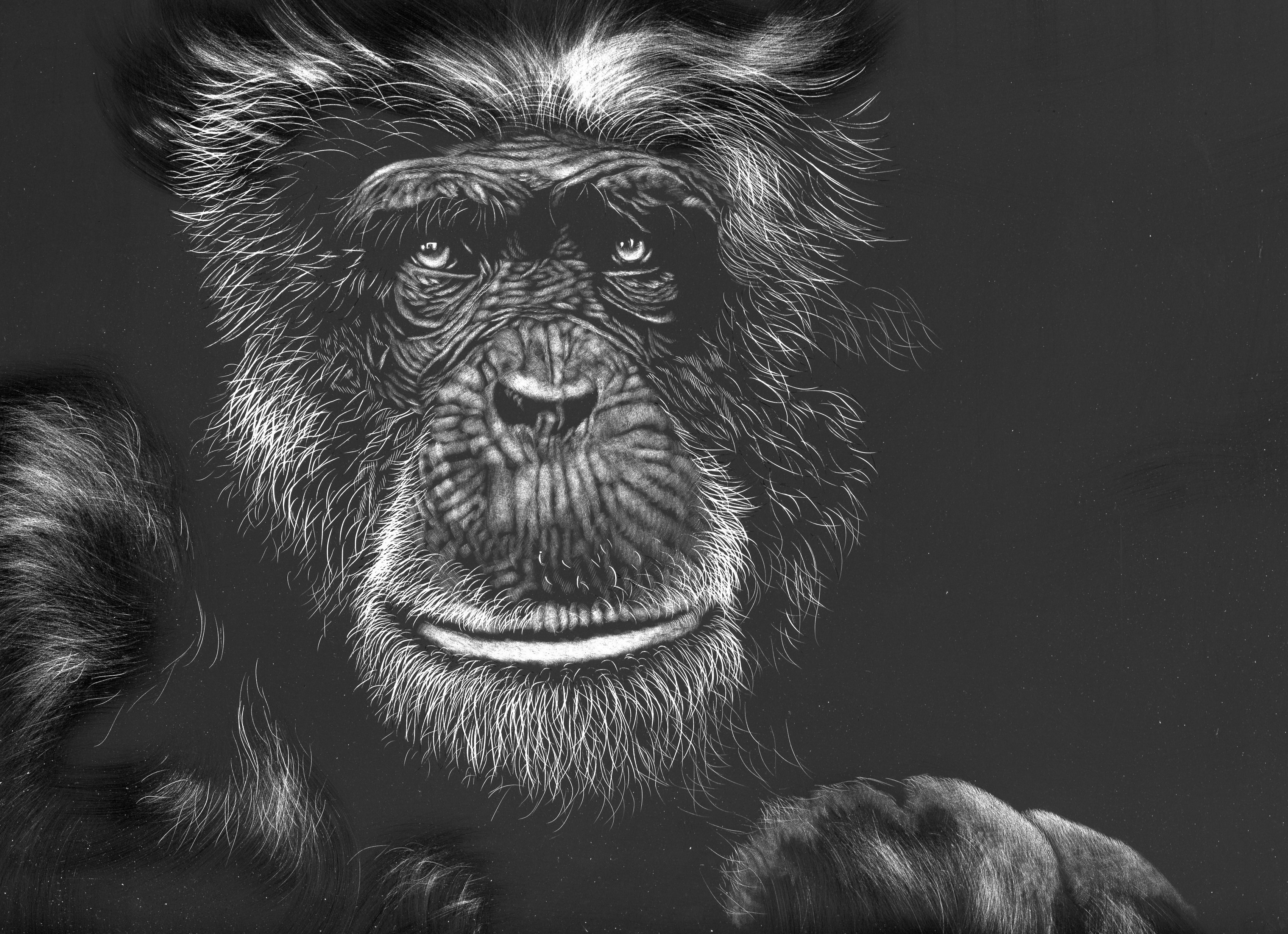 Chimpanzee portrait, black and white painting HD Wallpaper