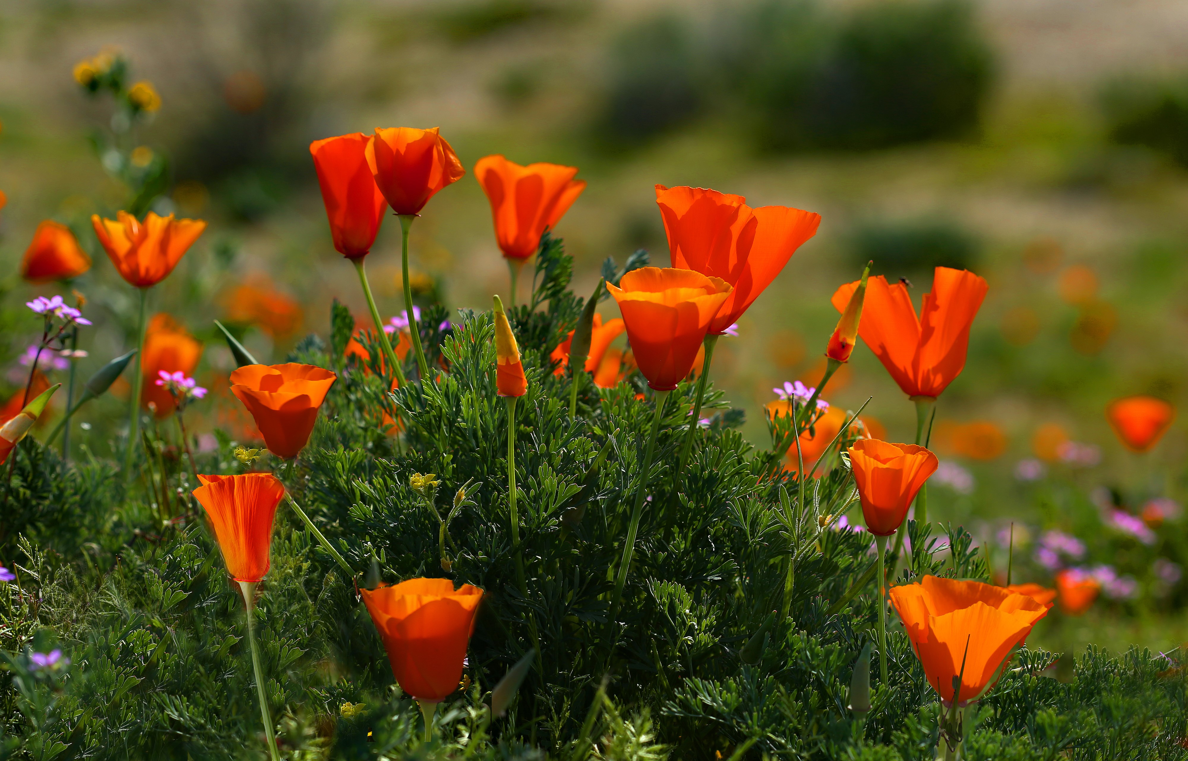 California Poppies in a Field HD Wallpaper