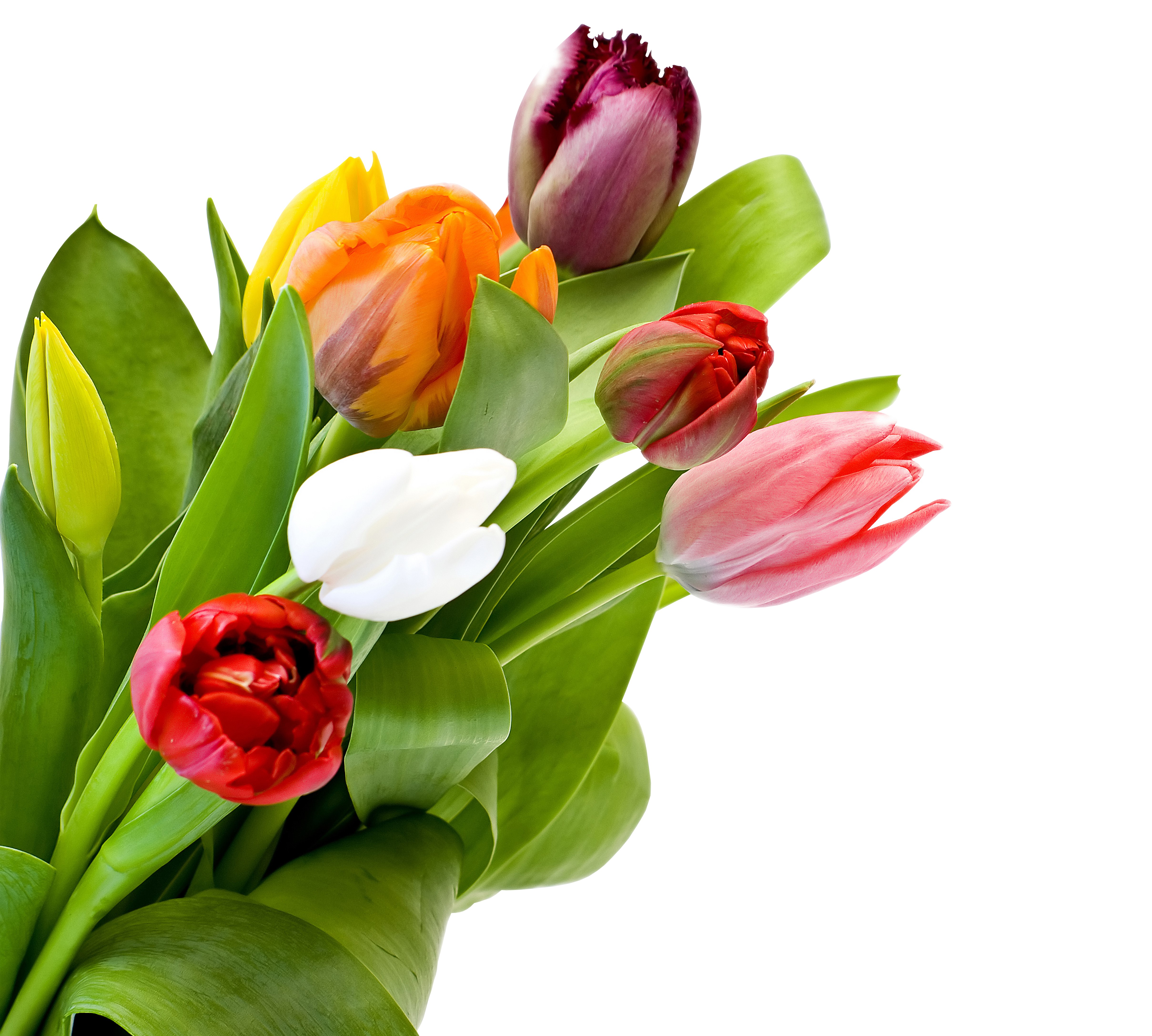 4K Tulips Closeup White background HD Wallpaper