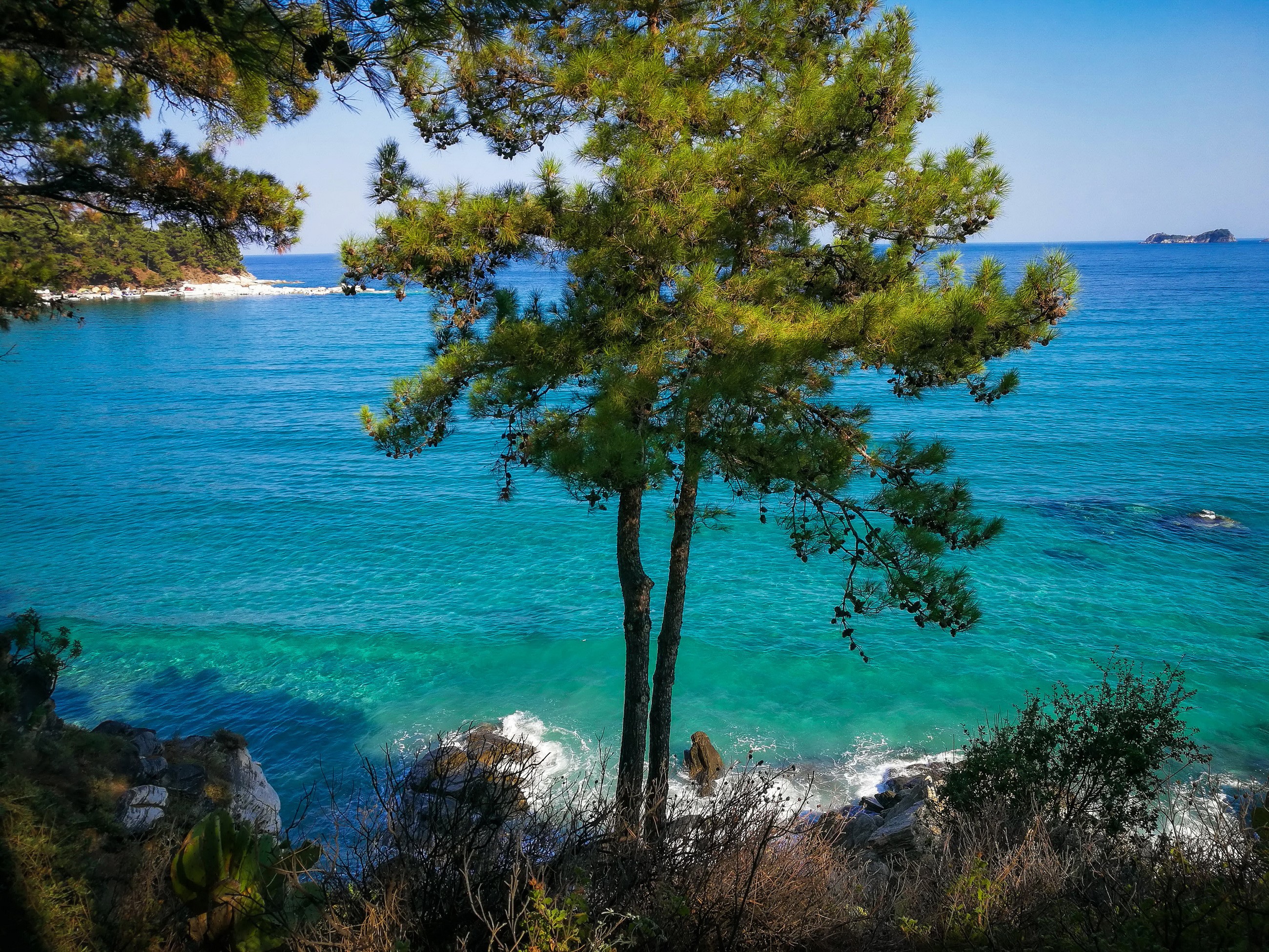 Pine trees overlooking a turquoise bay in Thassos, Greece HD Wallpaper