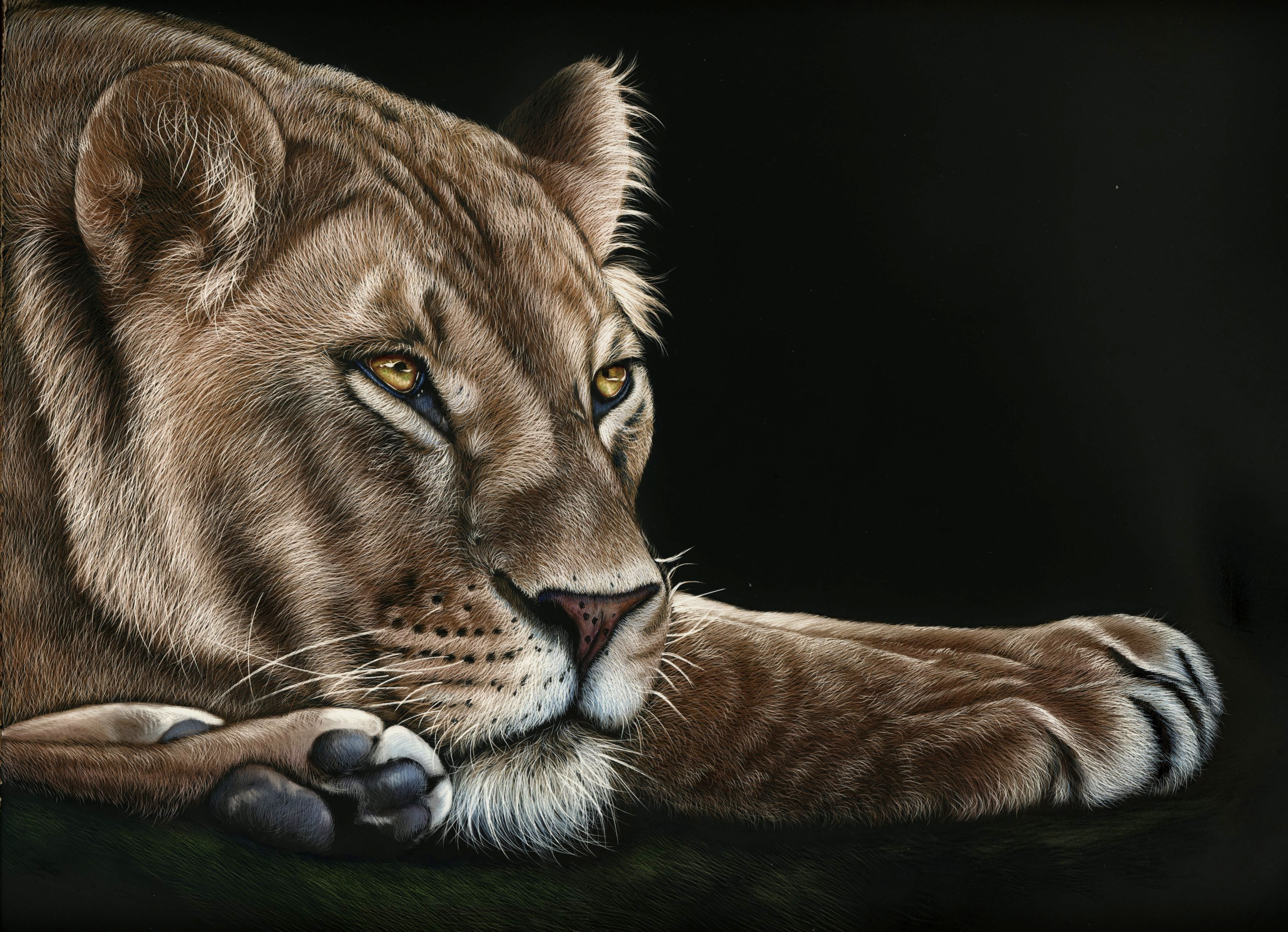 Lioness resting on a dark background HD Wallpaper