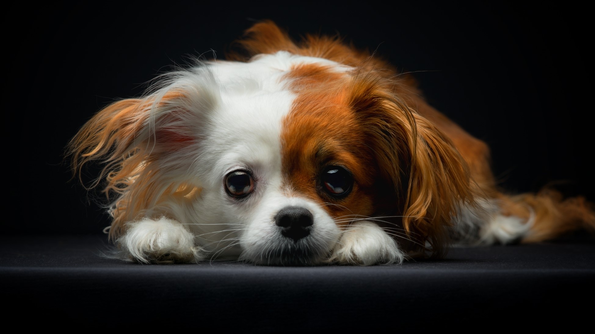 A Cavalier King Charles Spaniel puppy with a black background HD Wallpaper