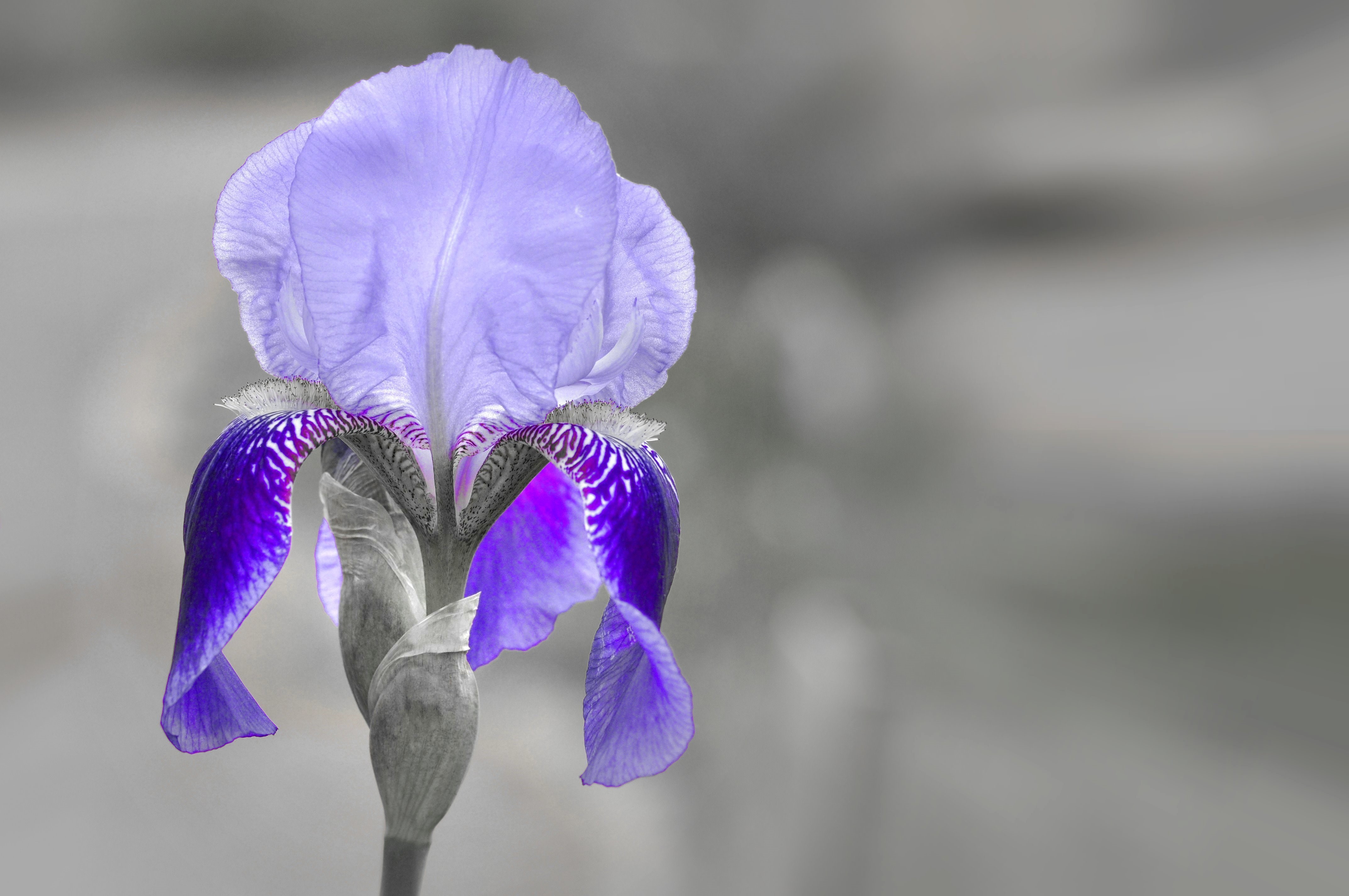 4K Iris Flower Closeup HD Wallpaper