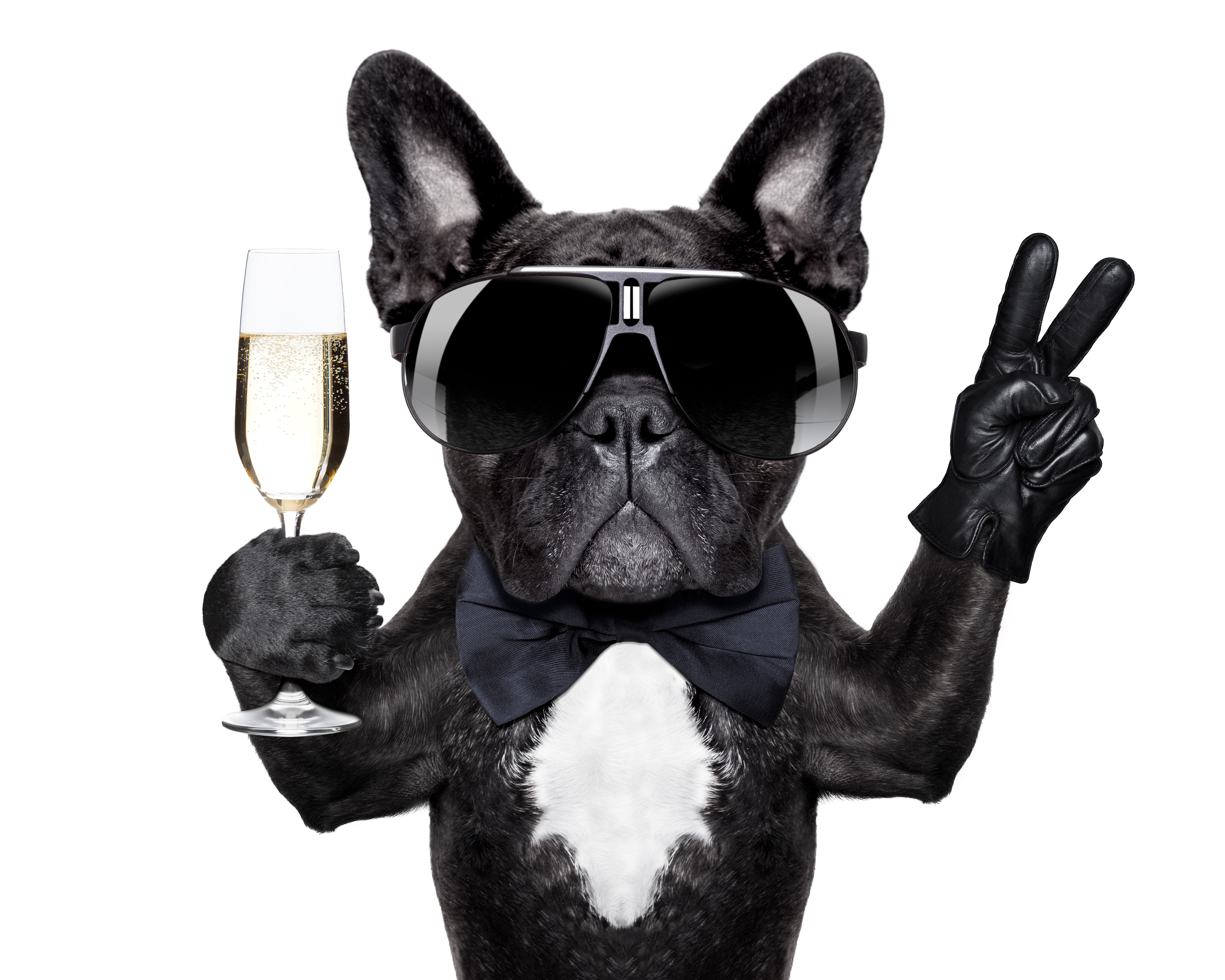 French Bulldog with Champagne and Sunglasses HD Wallpaper