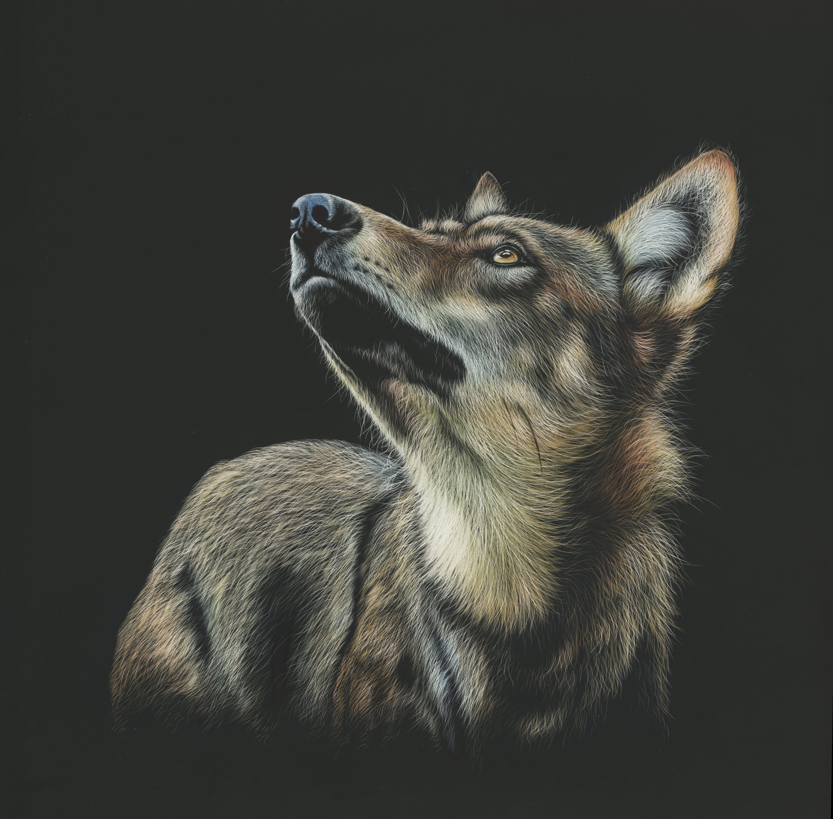 Painting of a wolf looking up HD Wallpaper
