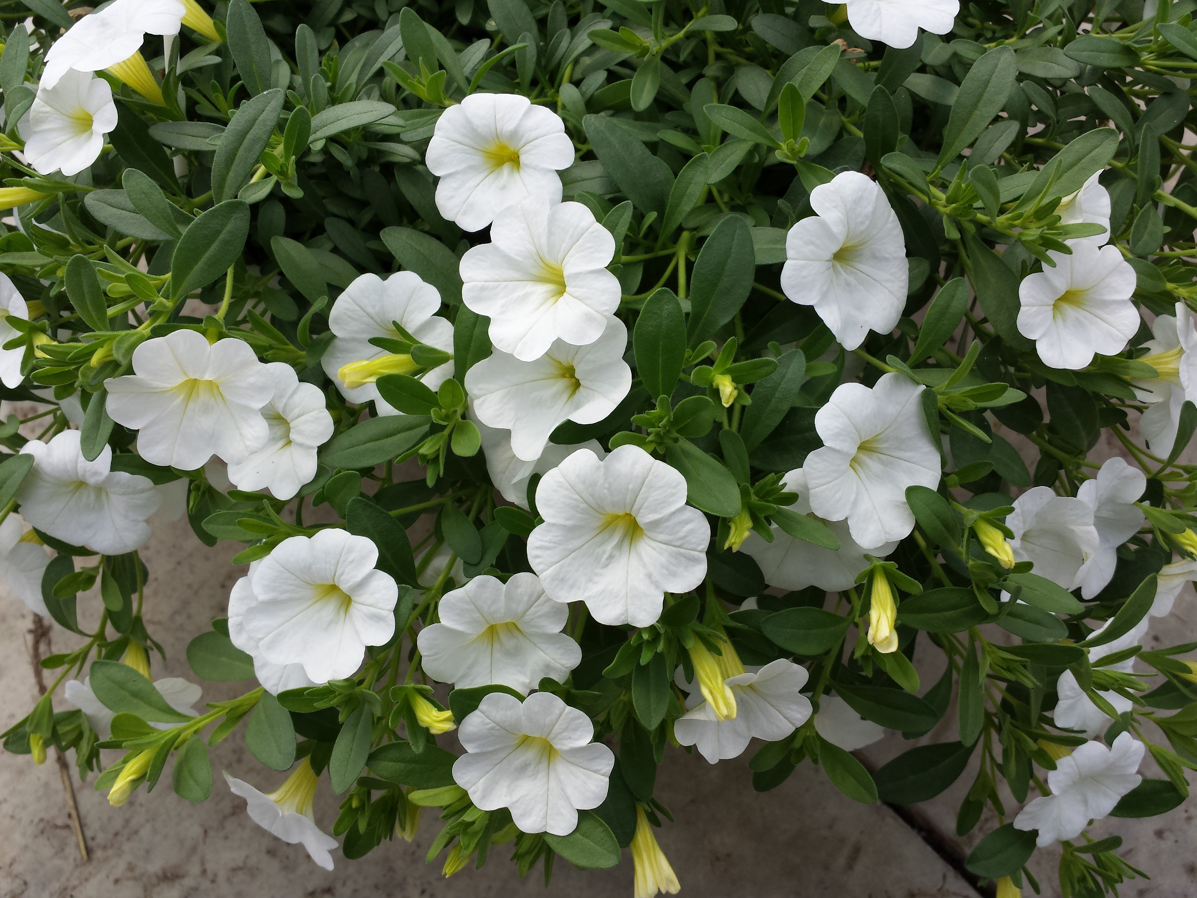 4K White Petunia Closeup HD Wallpaper