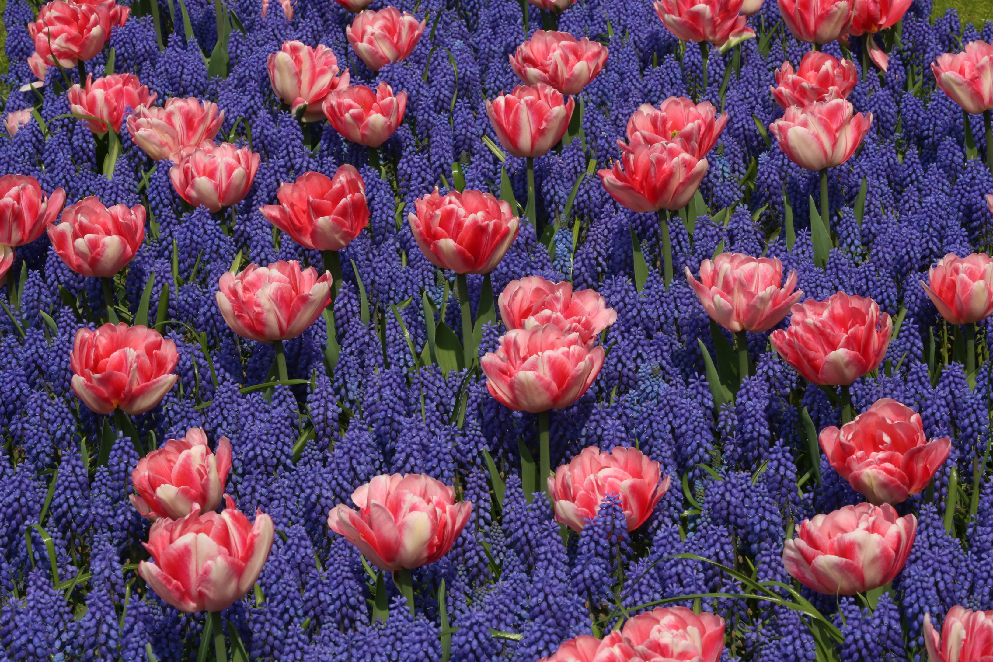 Pink and white tulips with blue hyacinths HD Wallpaper