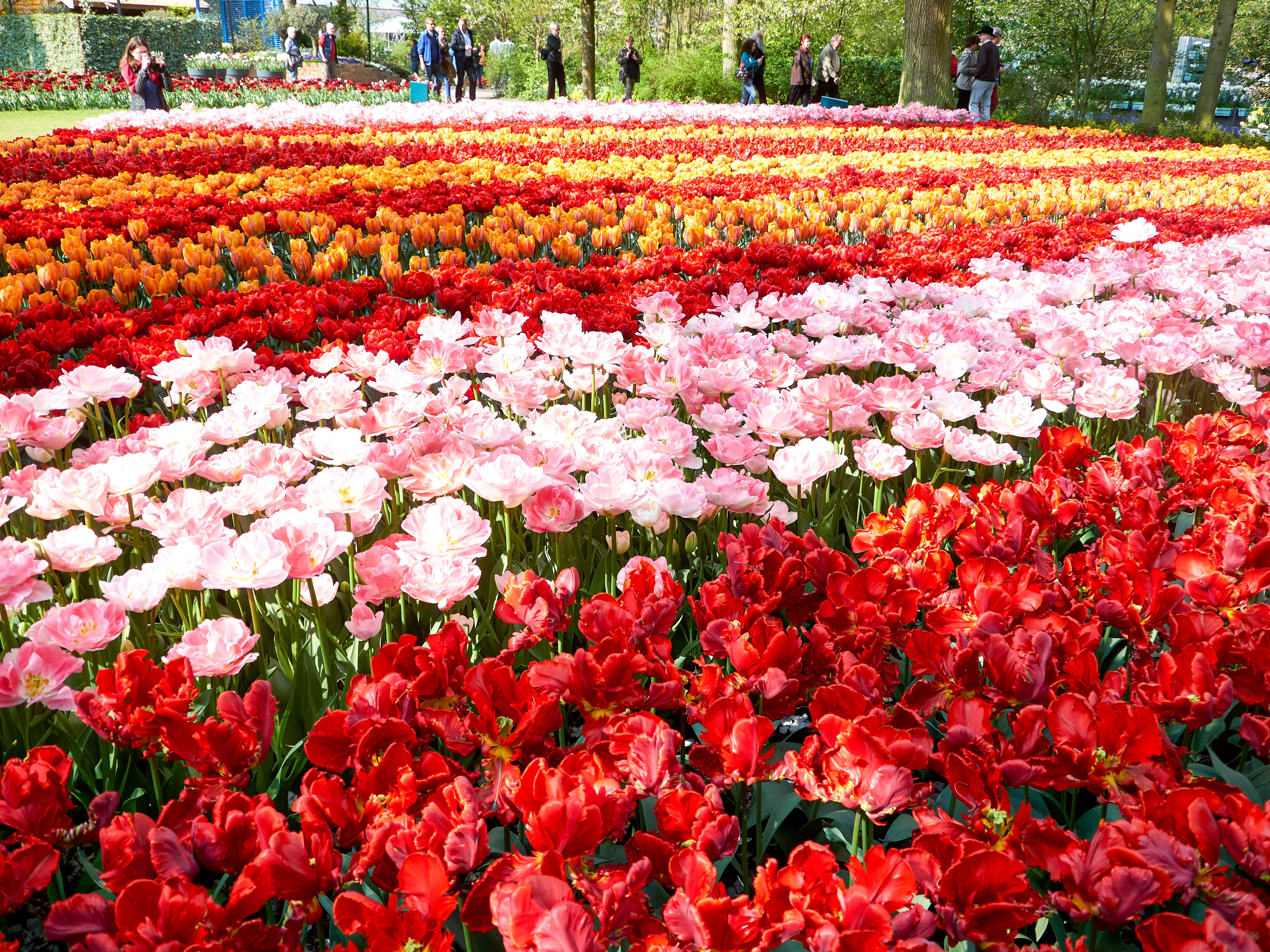 Keukenhof Gardens with Rows of Tulips in the Netherlands HD Wallpaper